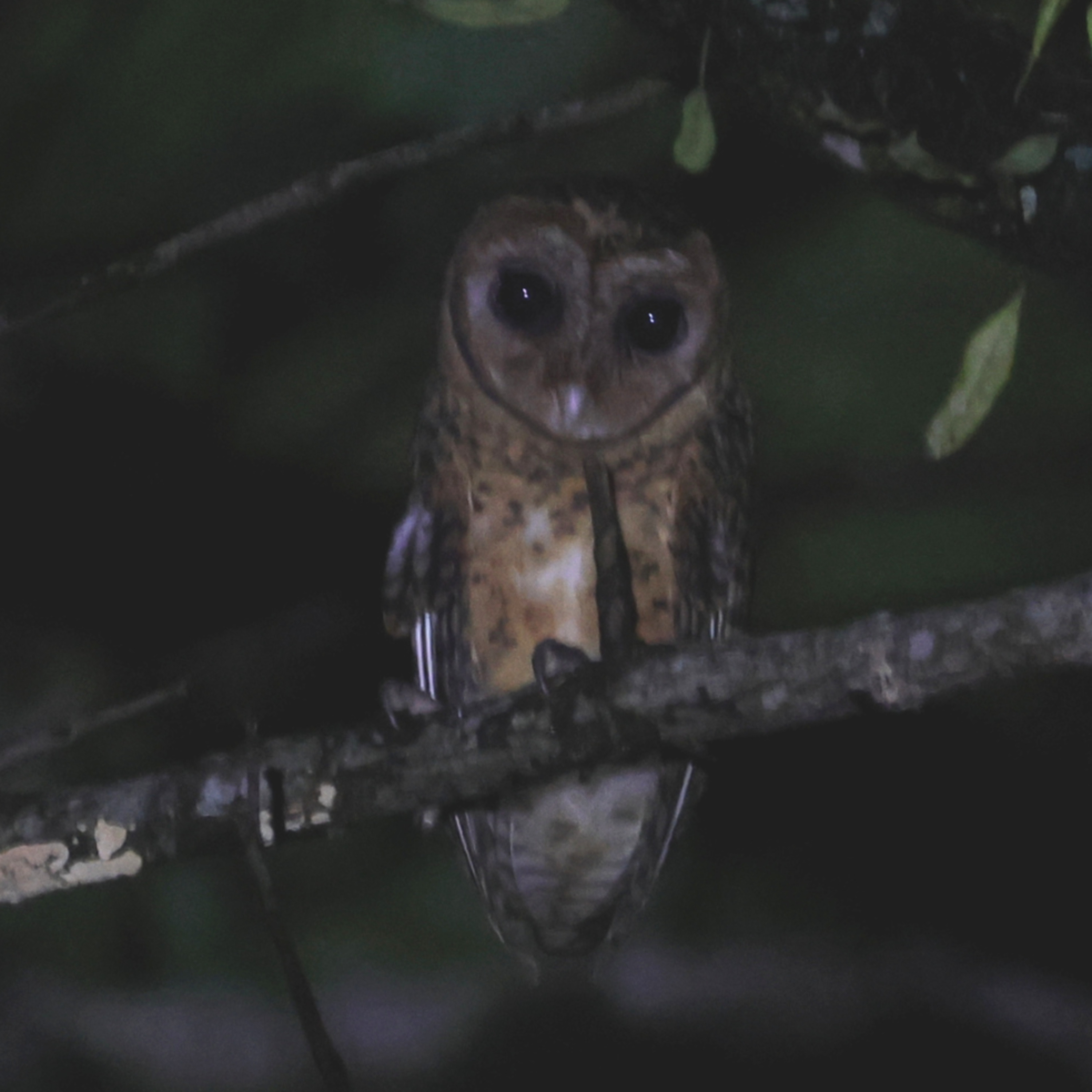 Naturally Adventurous