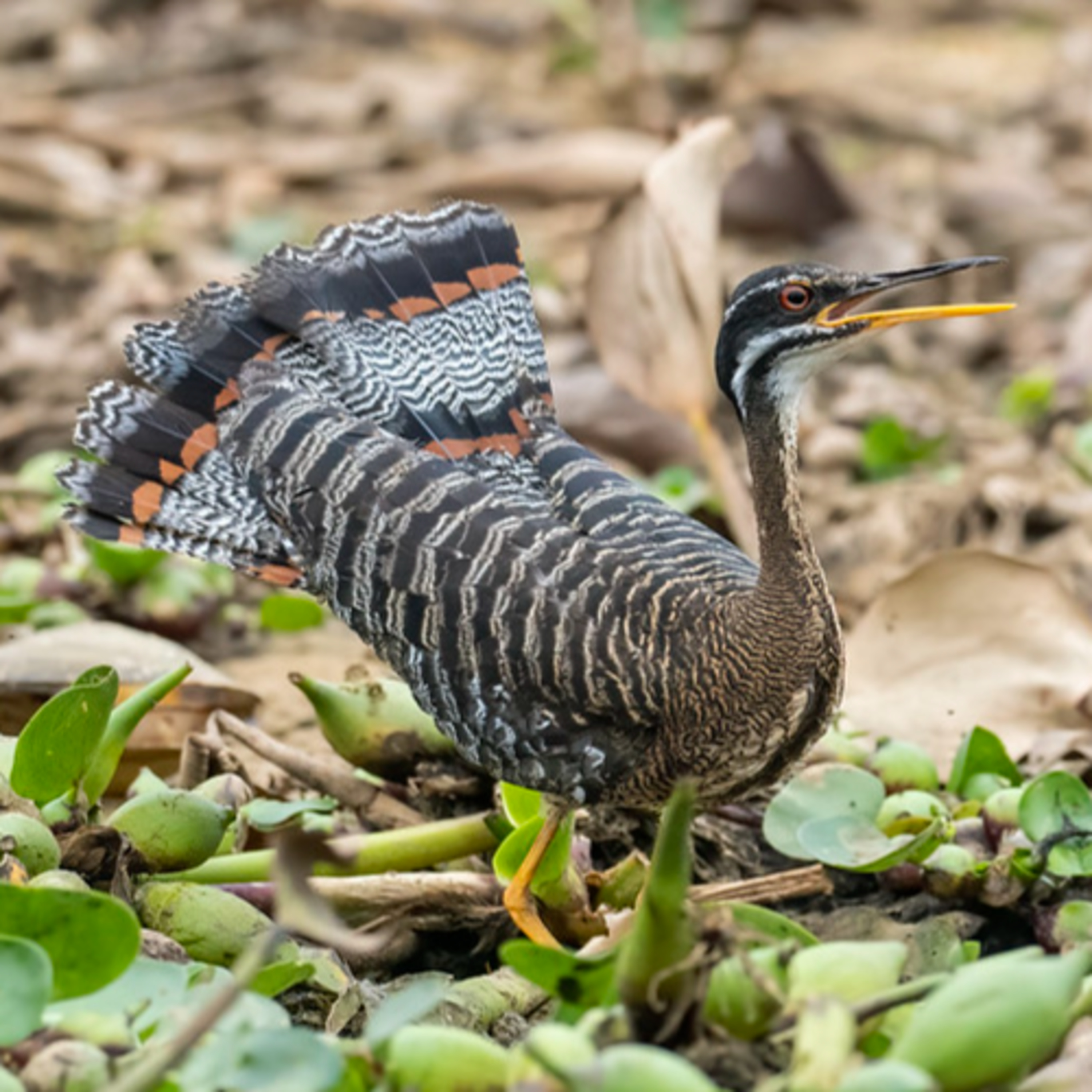 S6E25: Seeing the World's Bird Families