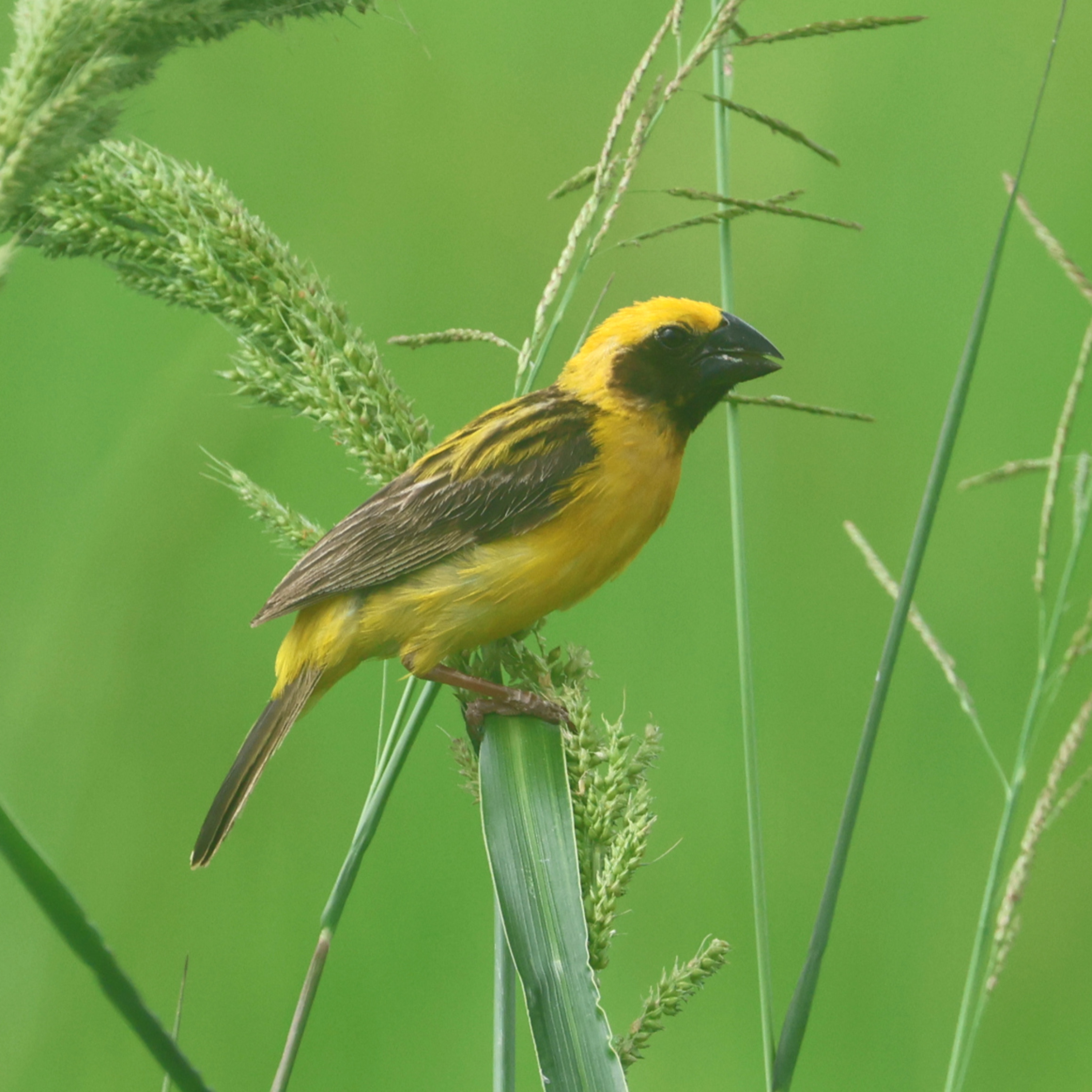 Naturally Adventurous