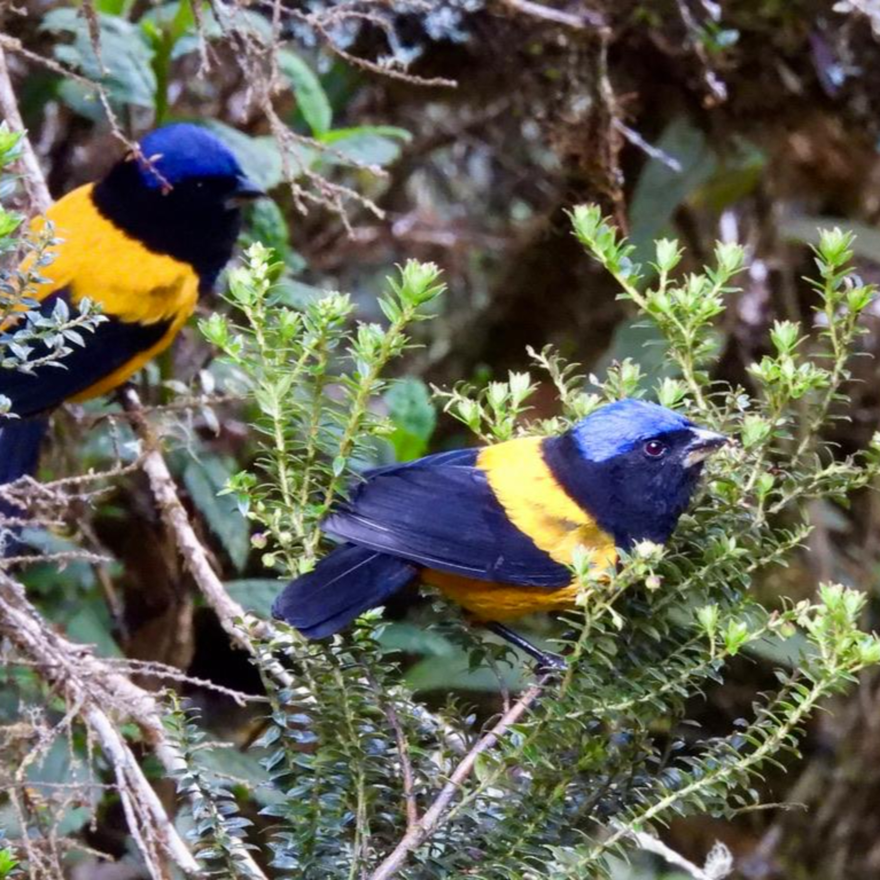 S6E34: Central Peru with Jason Lewis