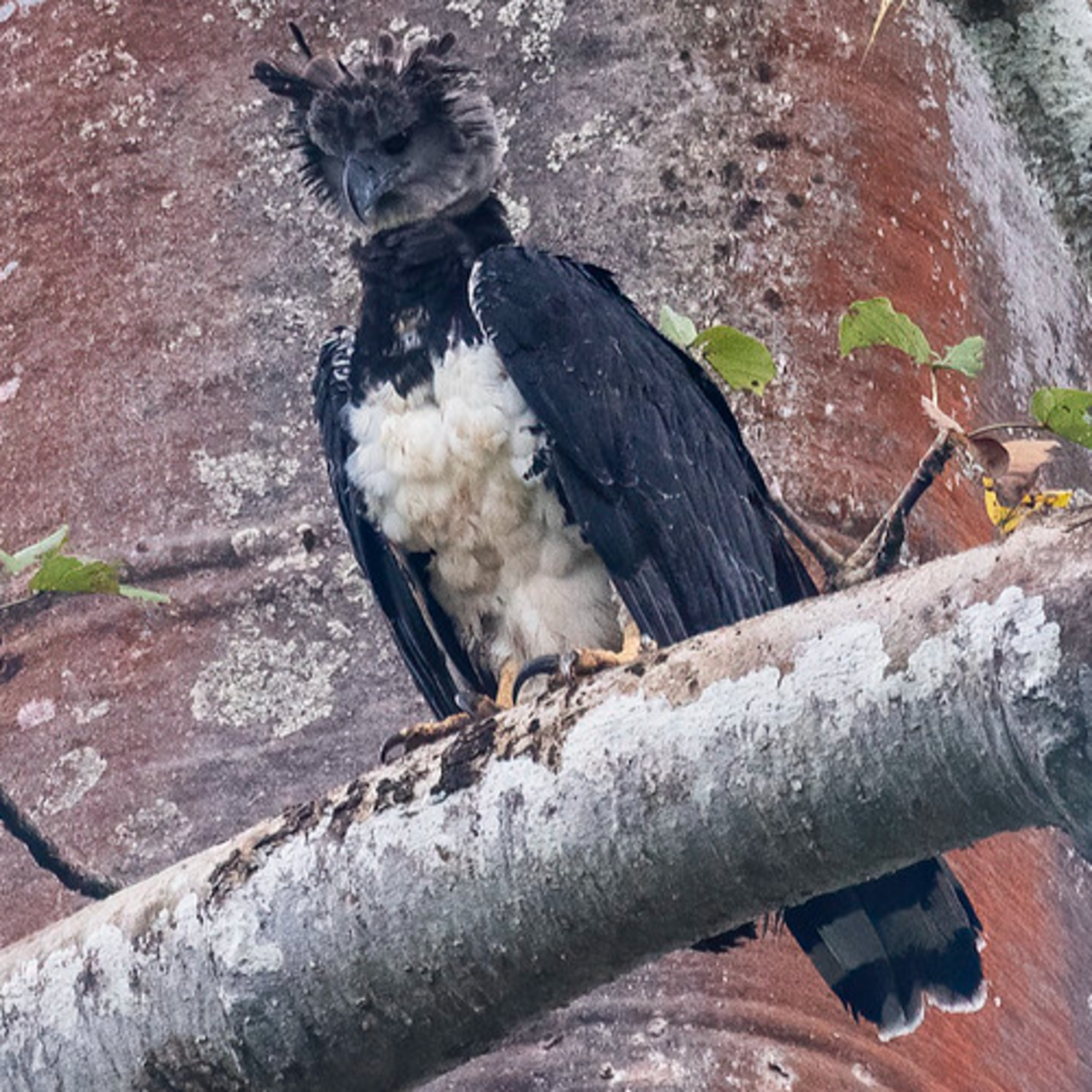 S6E35: Ken in Eastern Panama