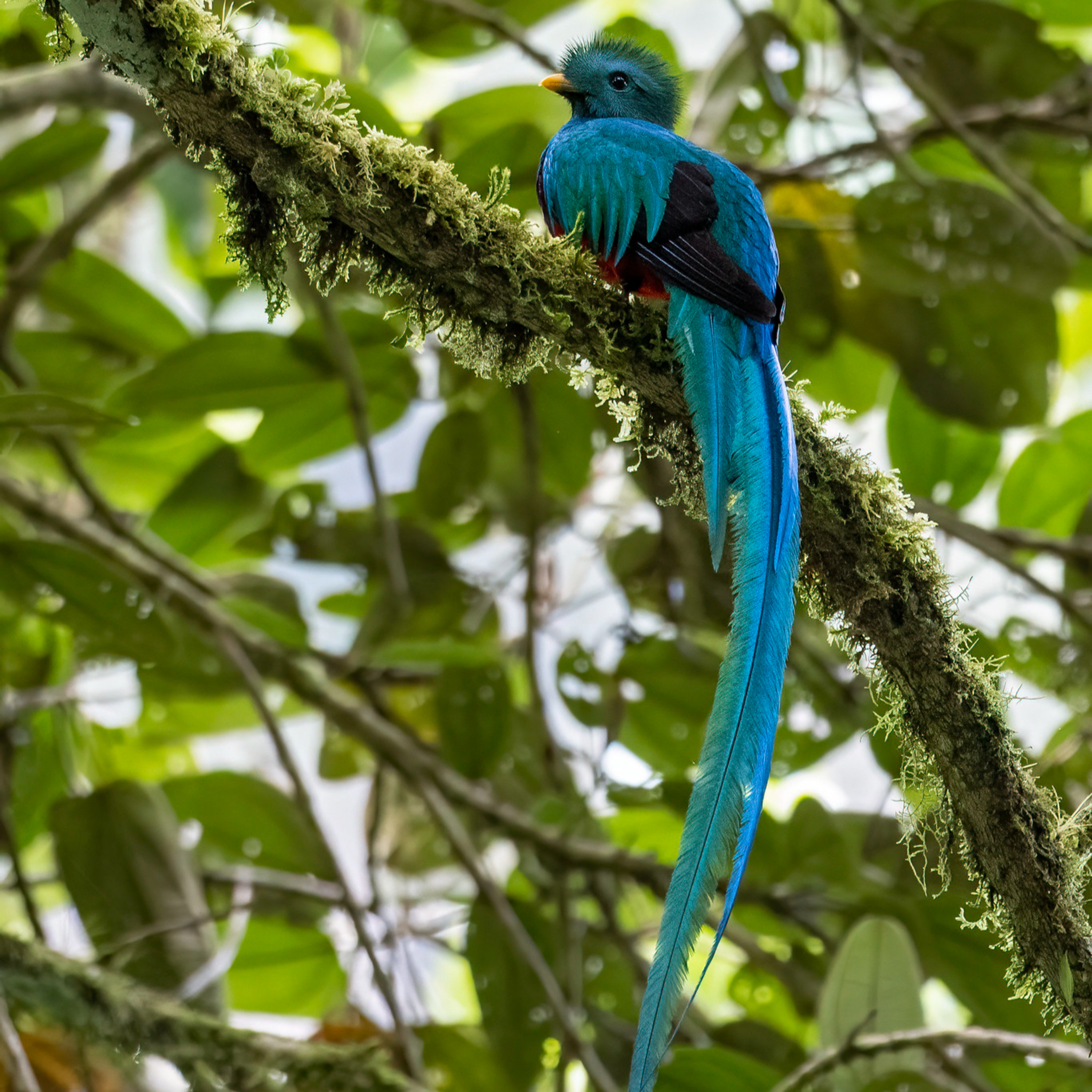 S6E37: Ken in Western Panama