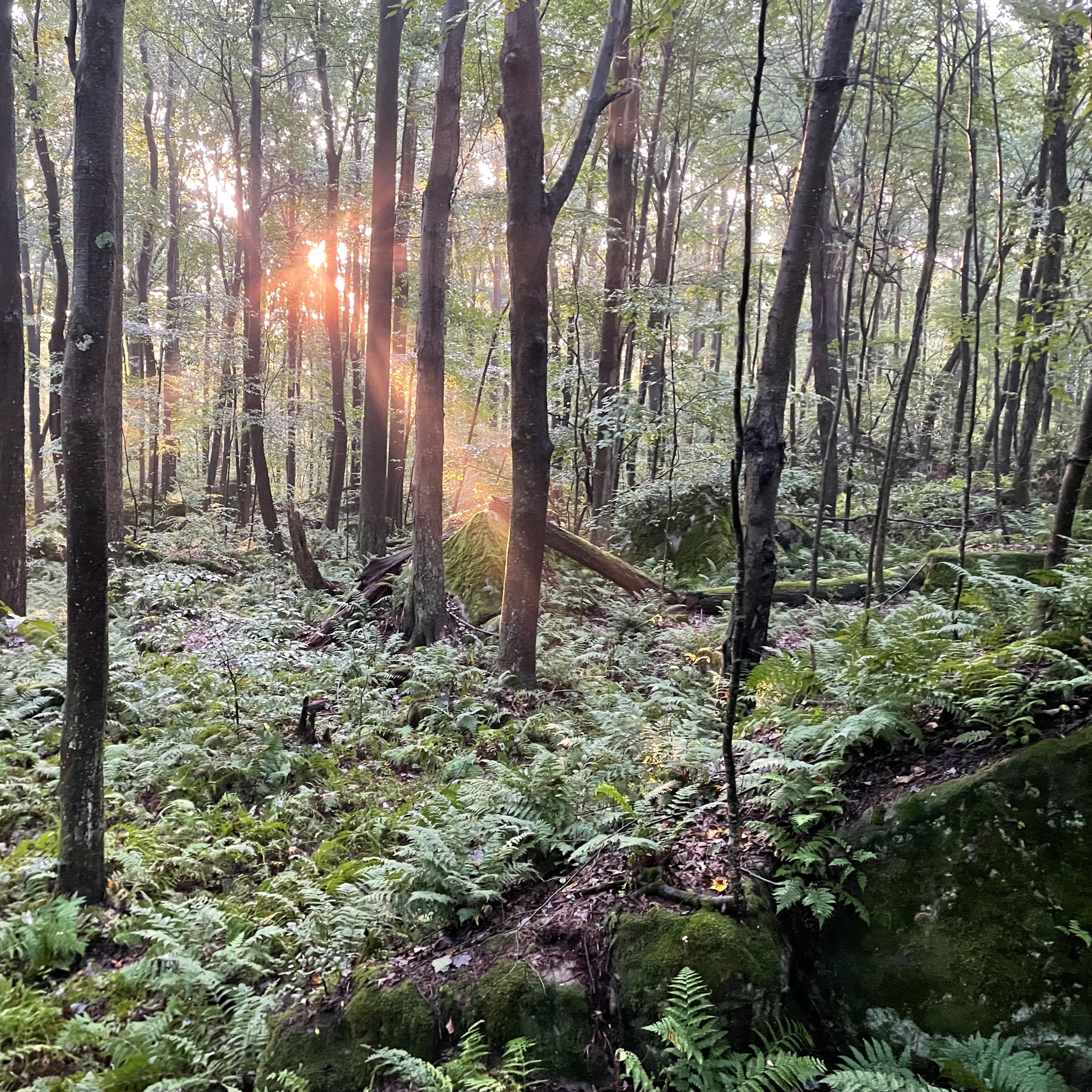 S7E06: Green Hills of Pennsylvania - Virtual Walk with Ken episode artwork