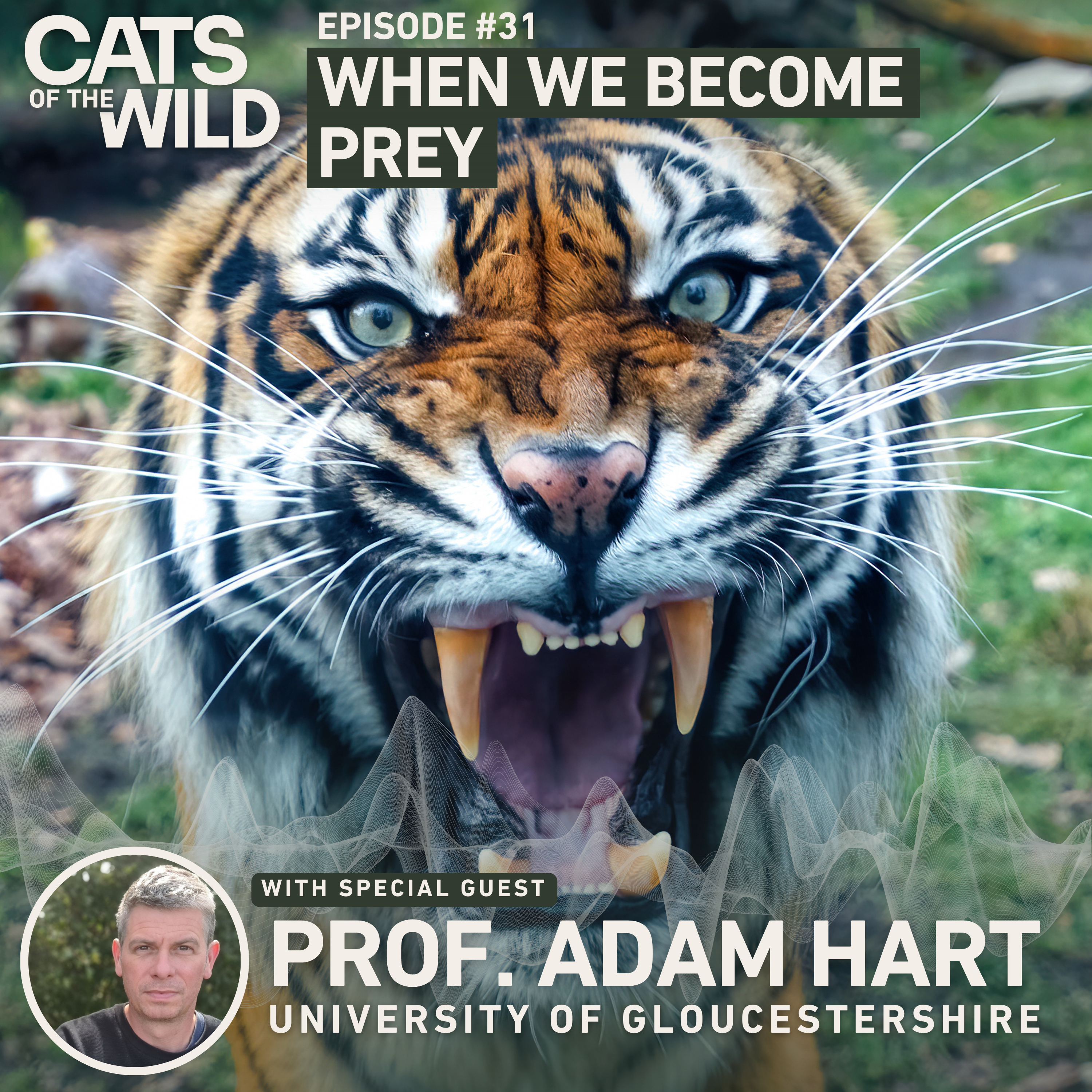 Cats of the Wild
