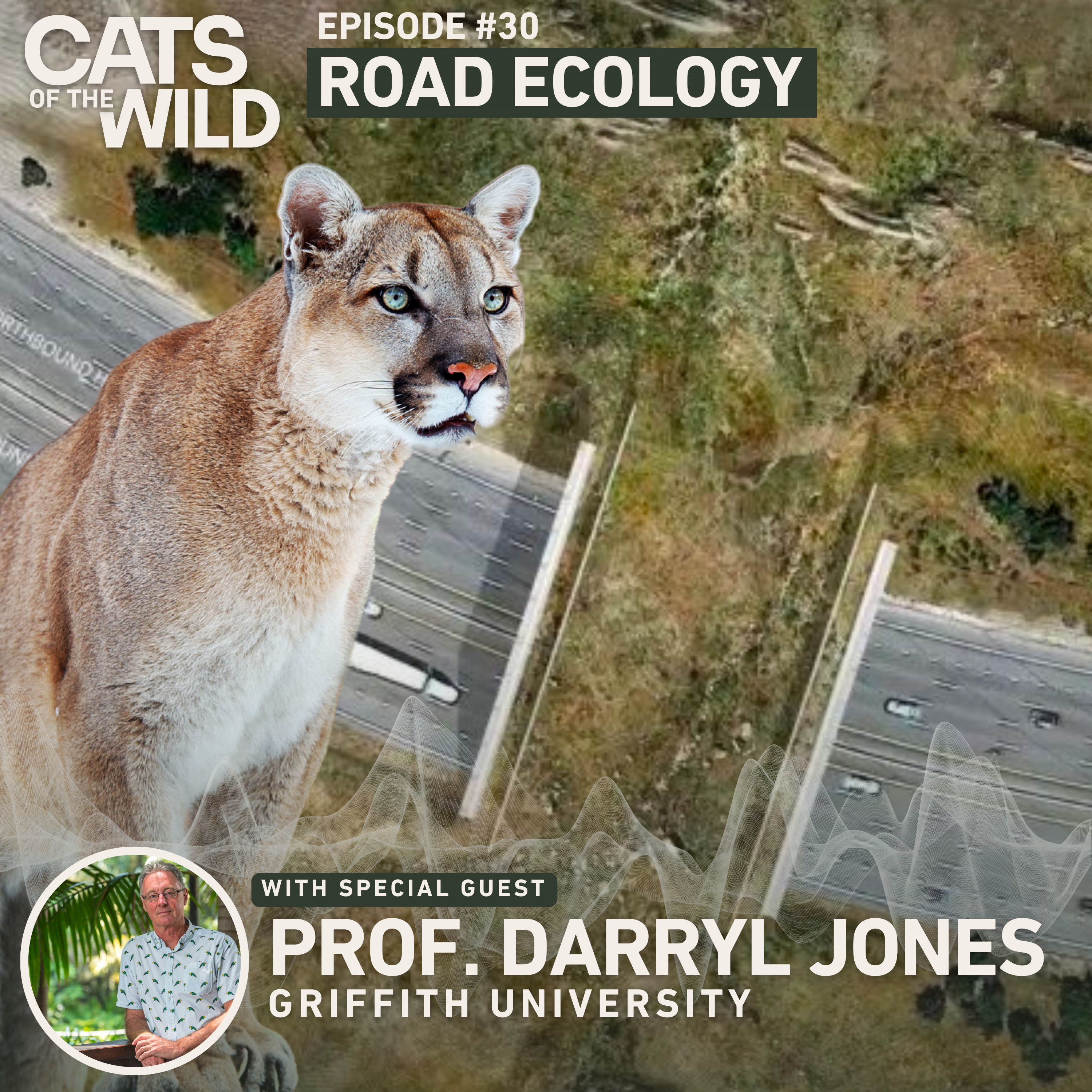 Cats of the Wild