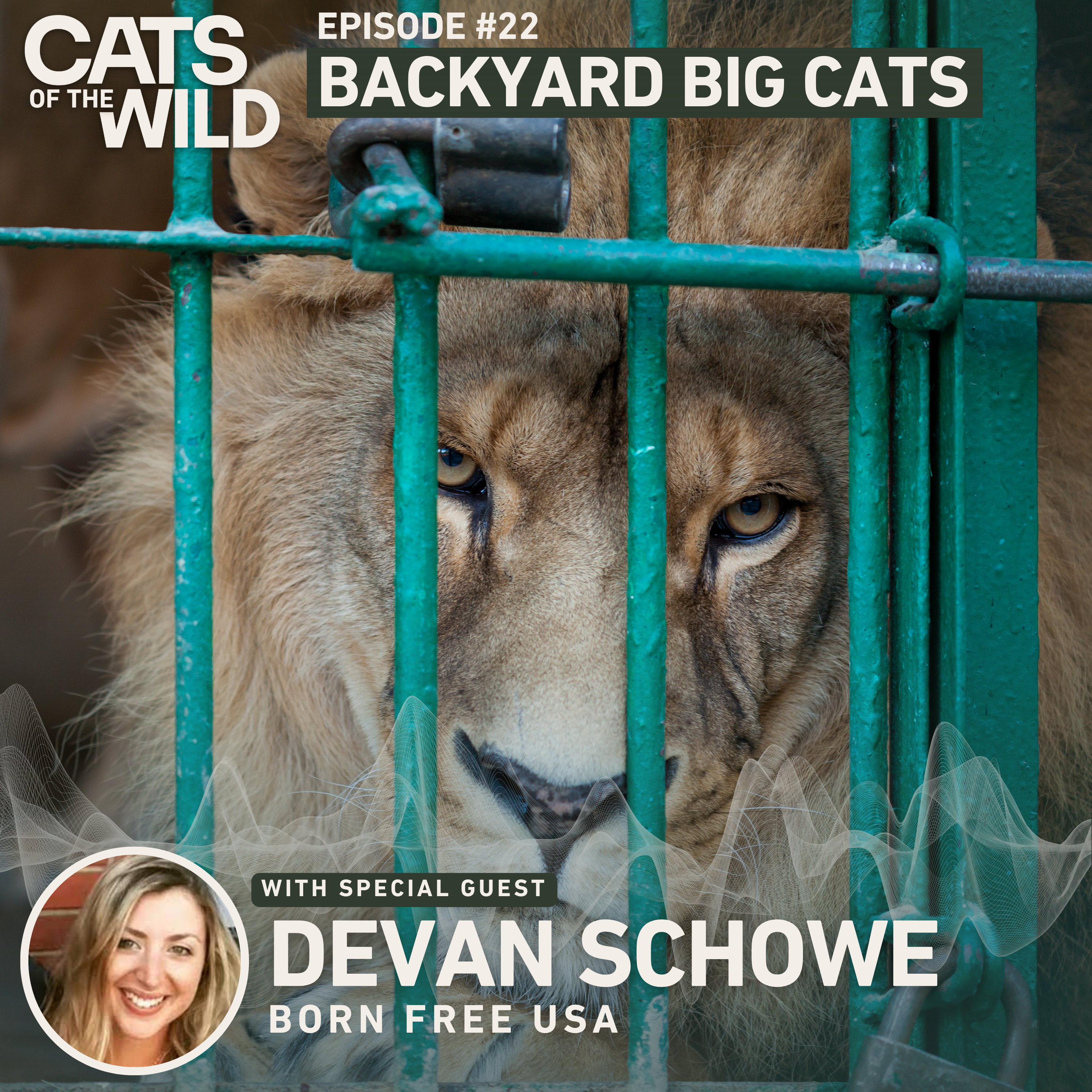 Backyard Big Cats: Devan Schowe, Born Free USA