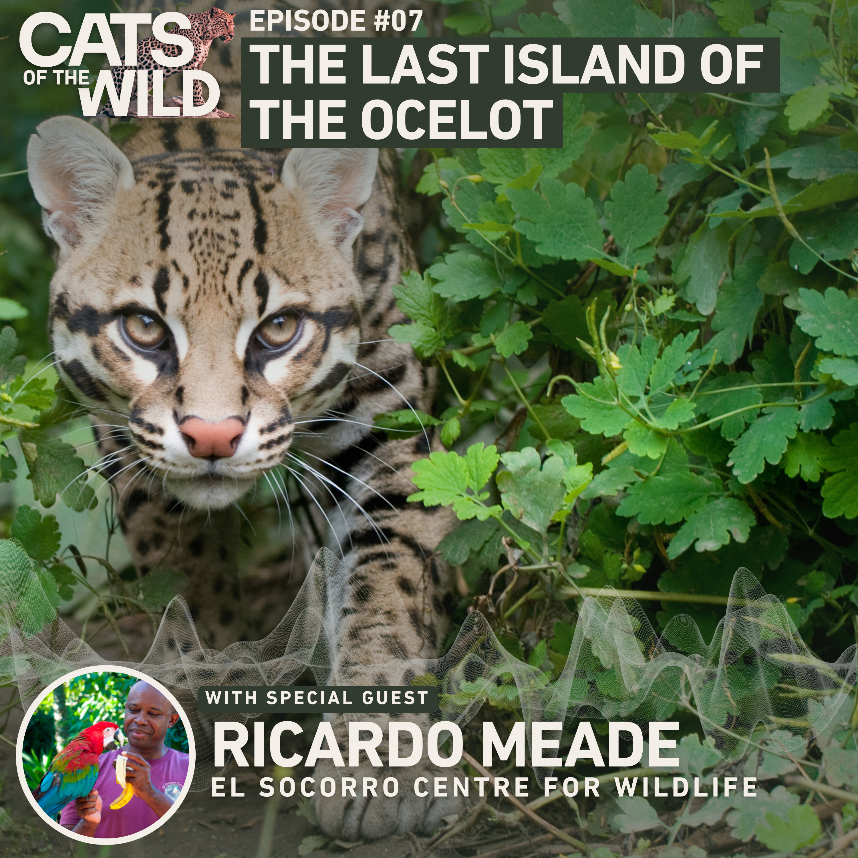 Cats of the Wild