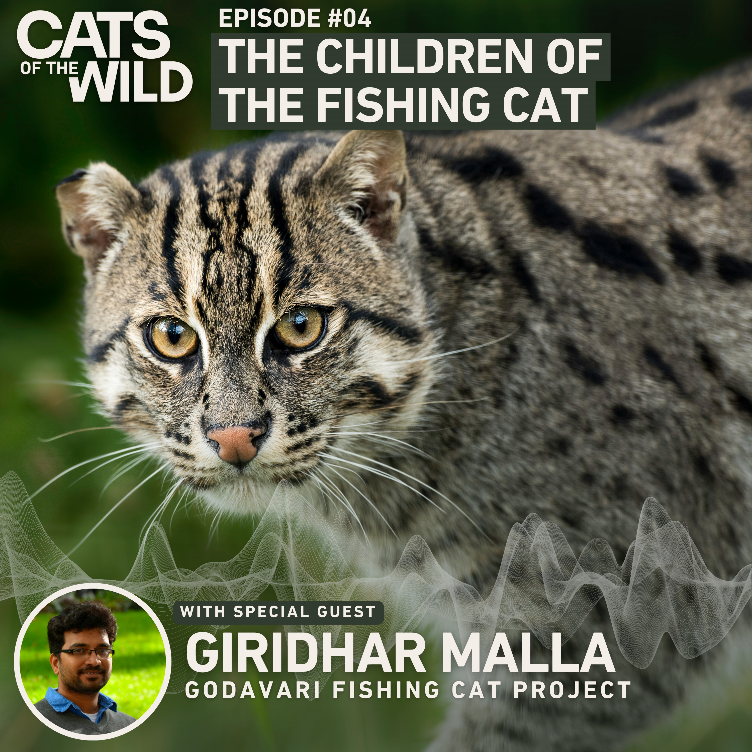 Cats of the Wild
