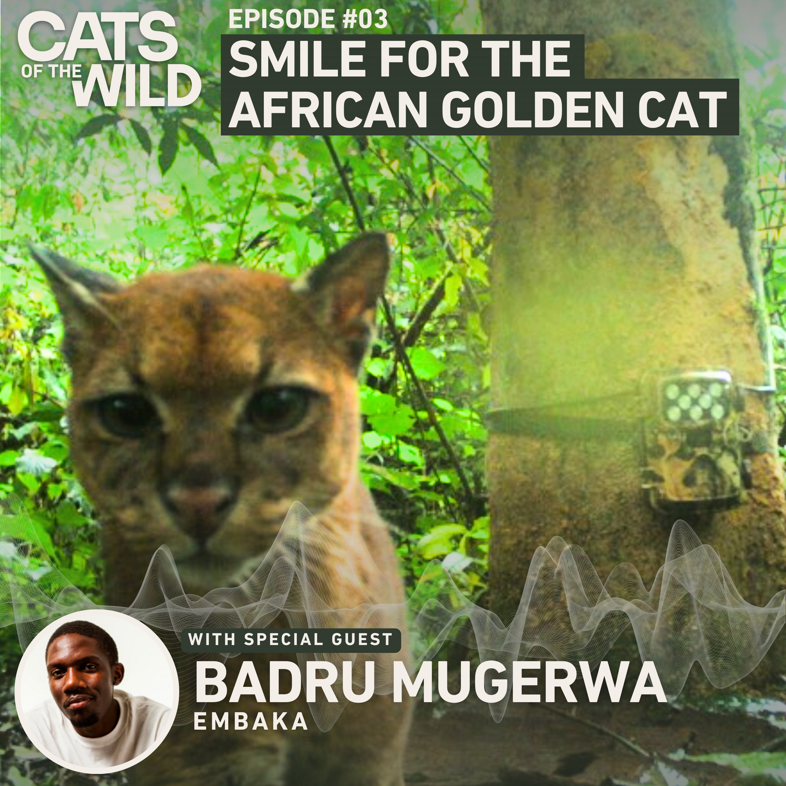 Cats of the Wild
