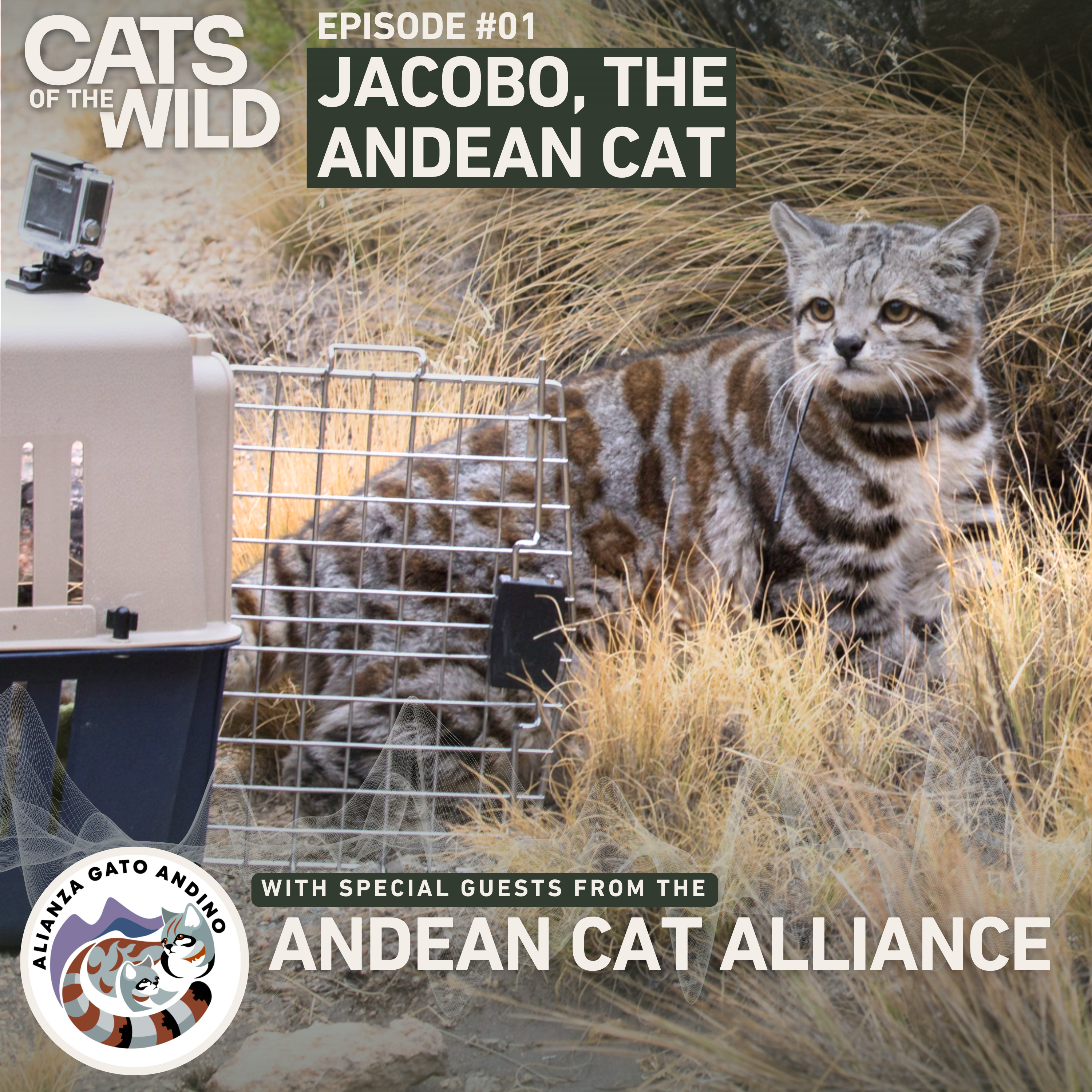 Cats of the Wild