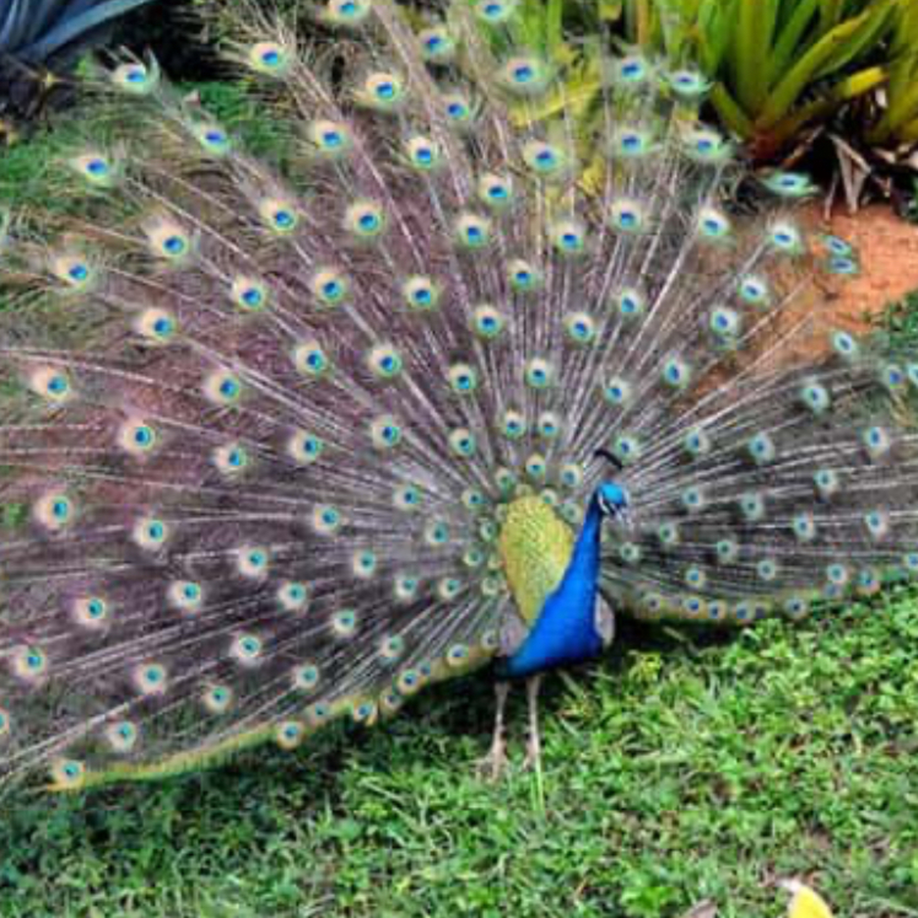 El pavo real en la mitología griega episode artwork