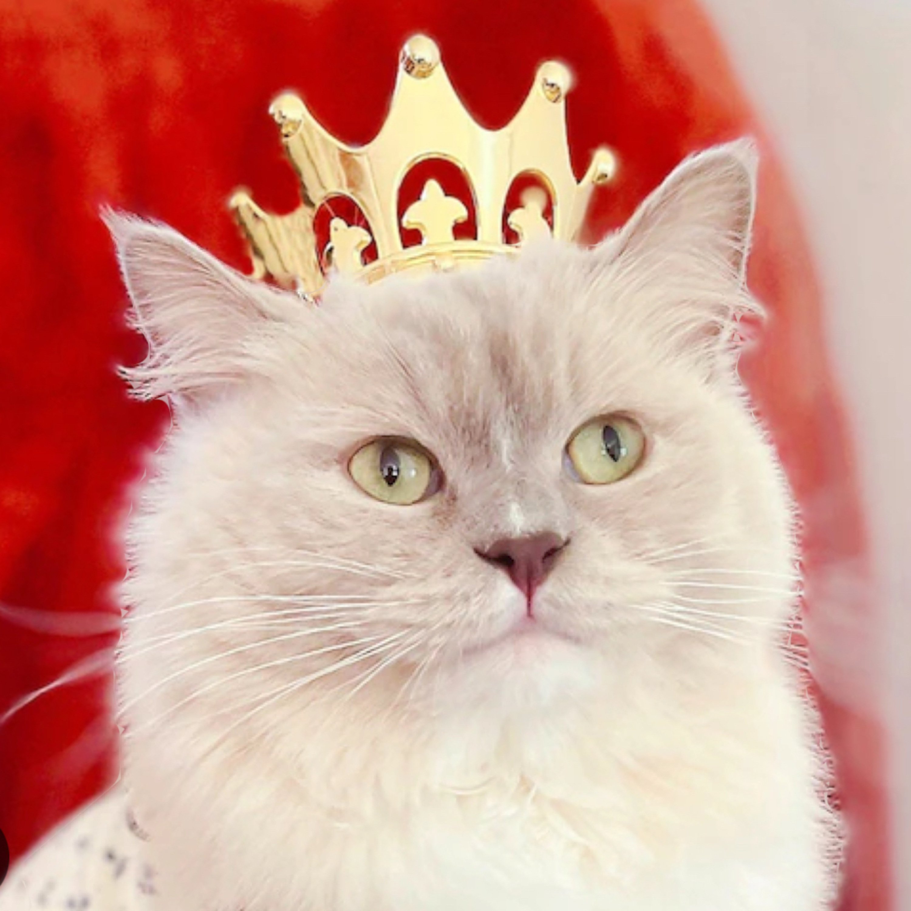 Su Majestad Miau