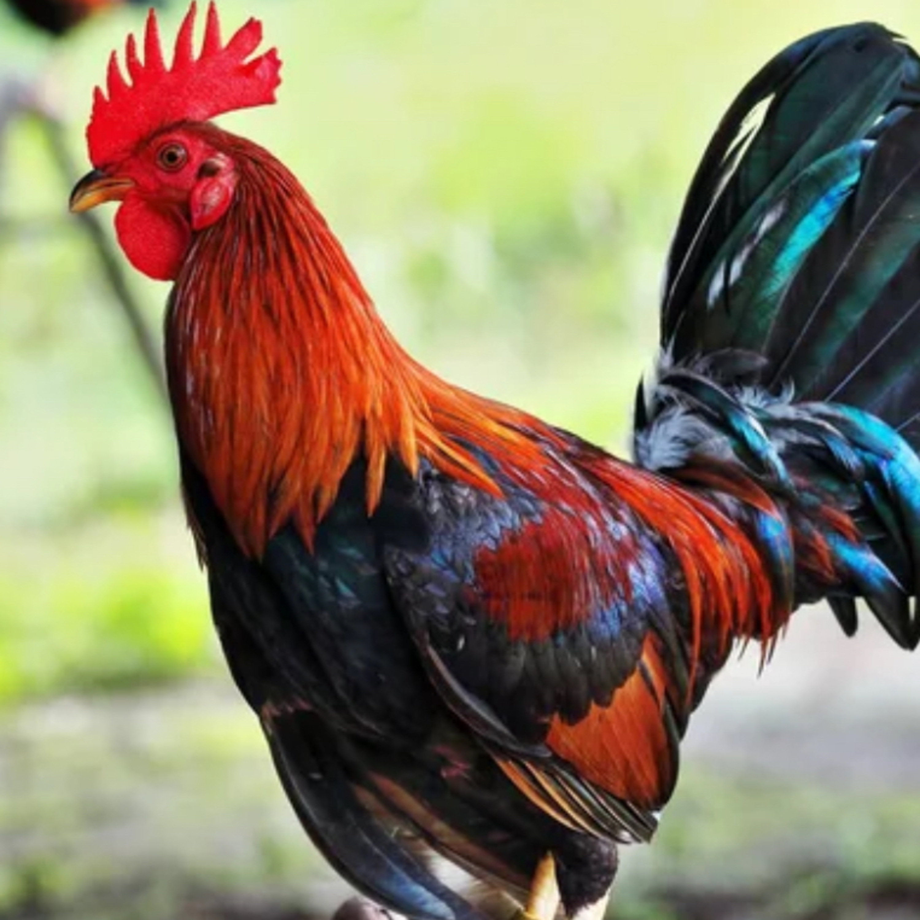 El gallo y el zorro