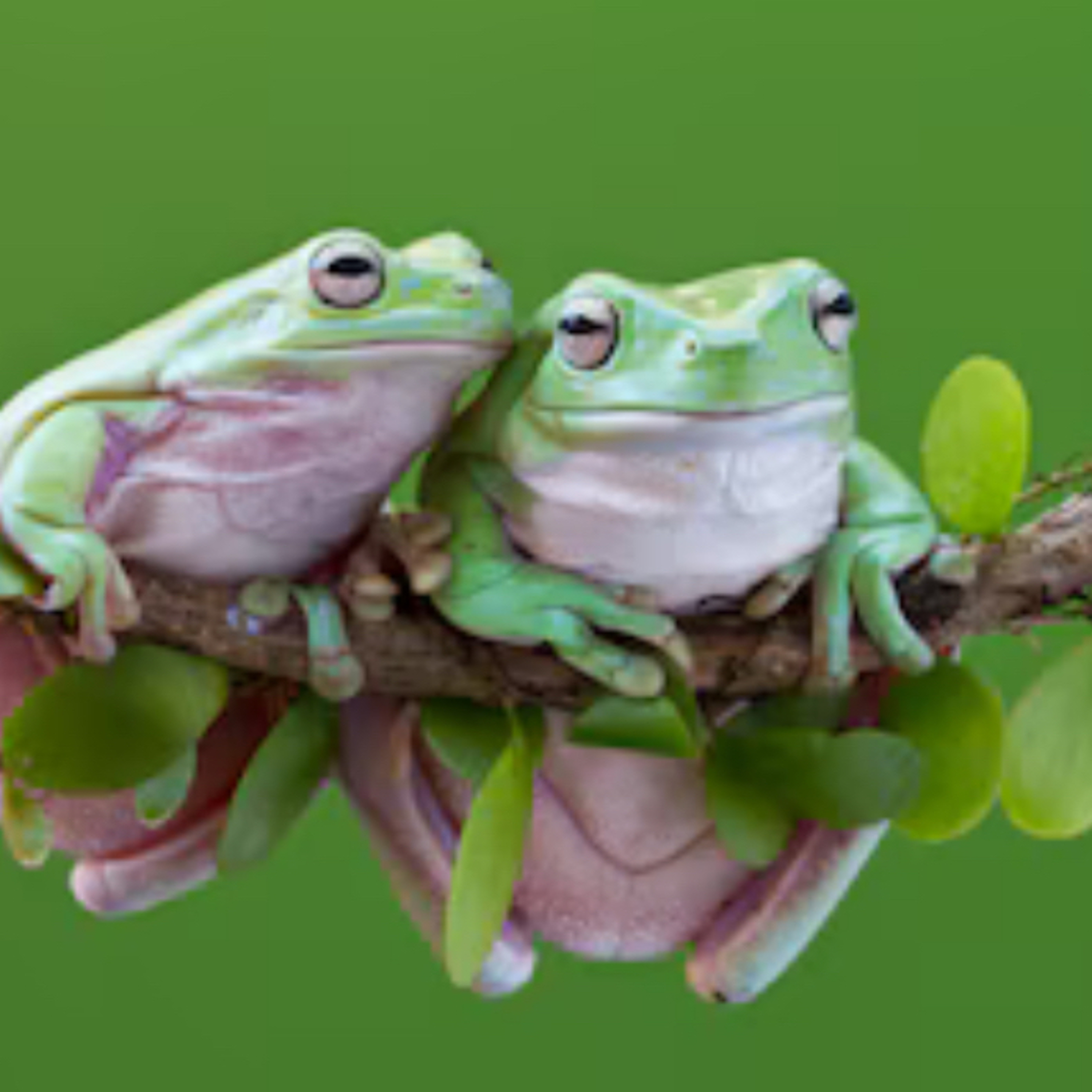 Las dos ranas