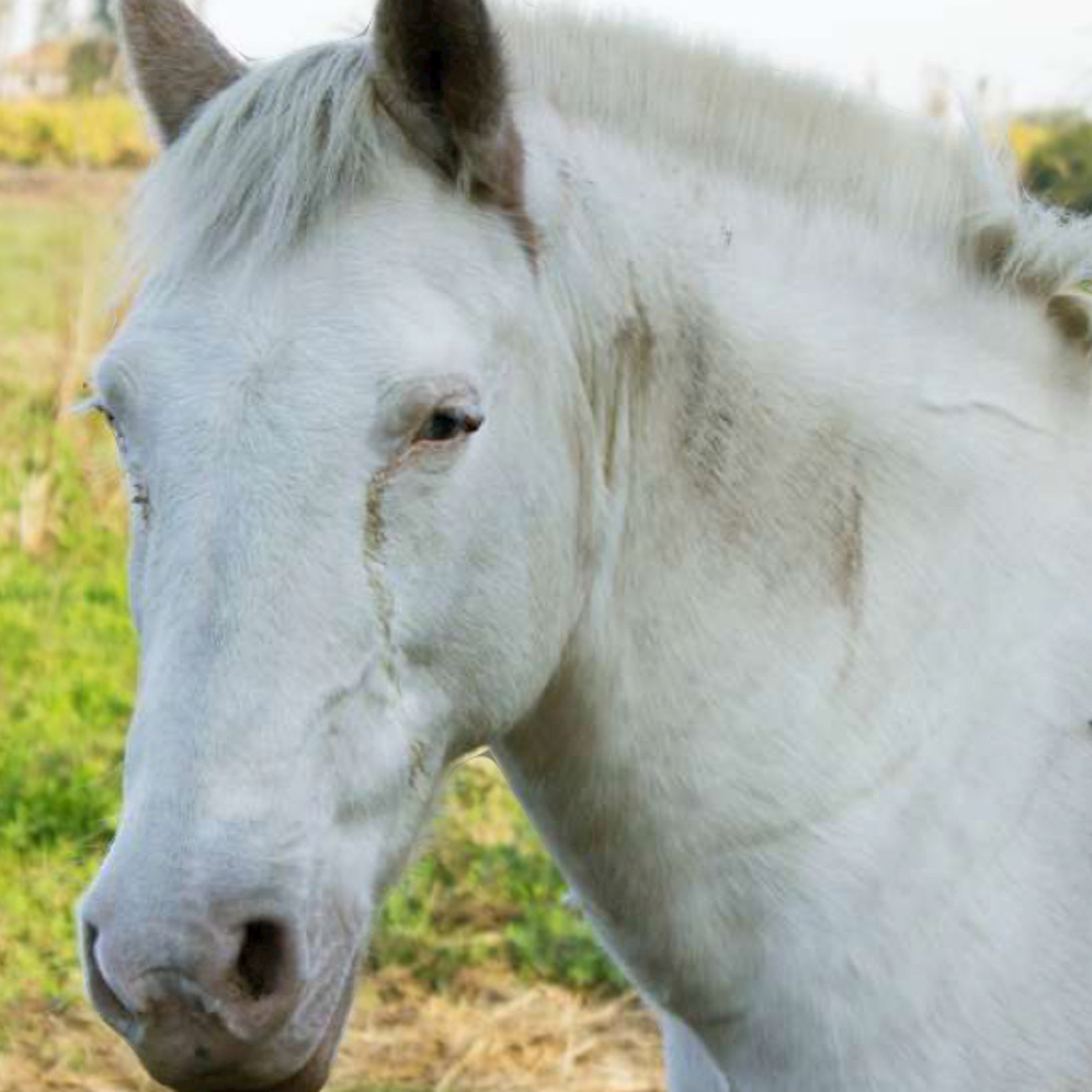 El viejo caballo de León Tolstoi