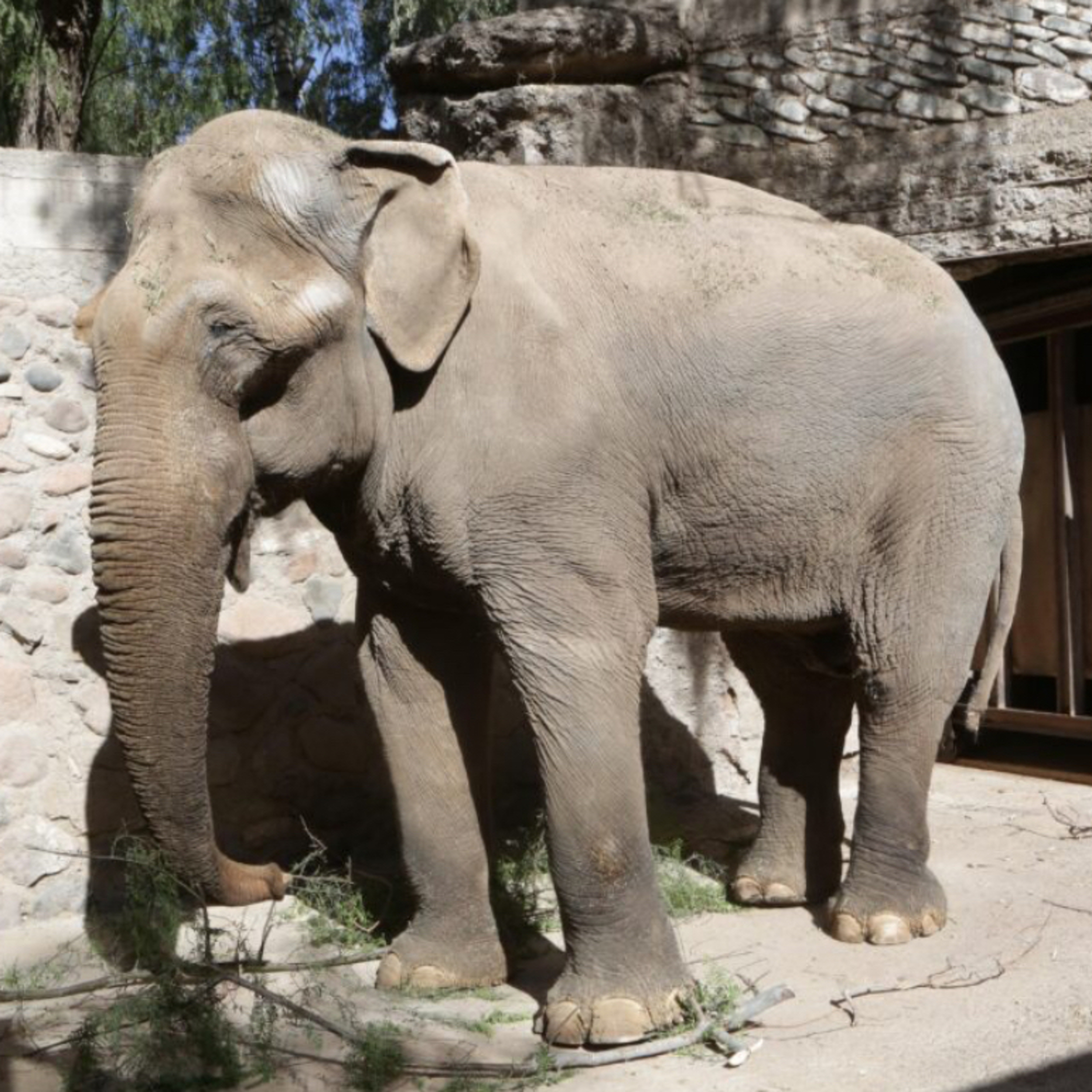 Pupy, la última elefanta en dejar el Ecoparque de Buenos Aires