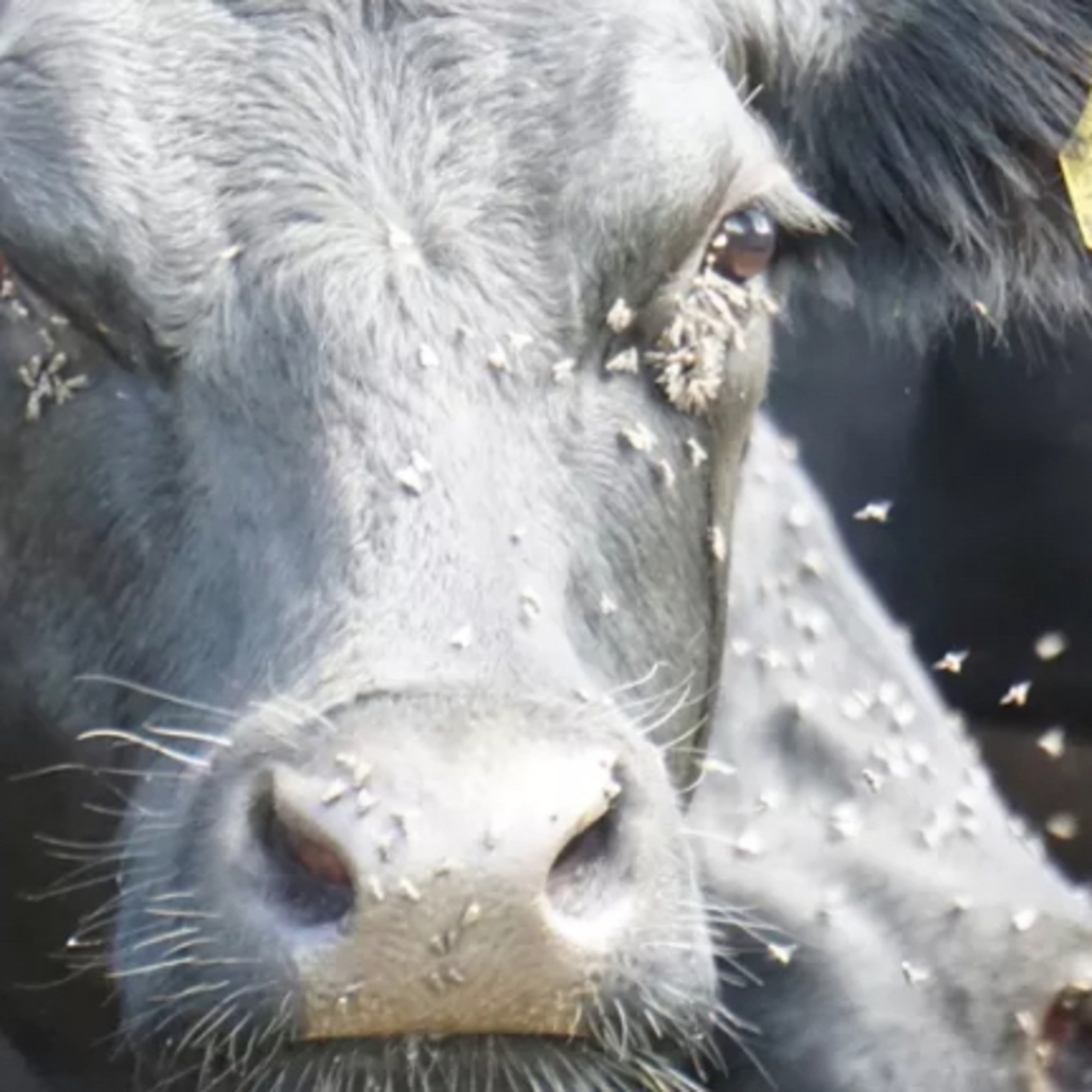 ¿Por qué las moscas molestan a las vacas?