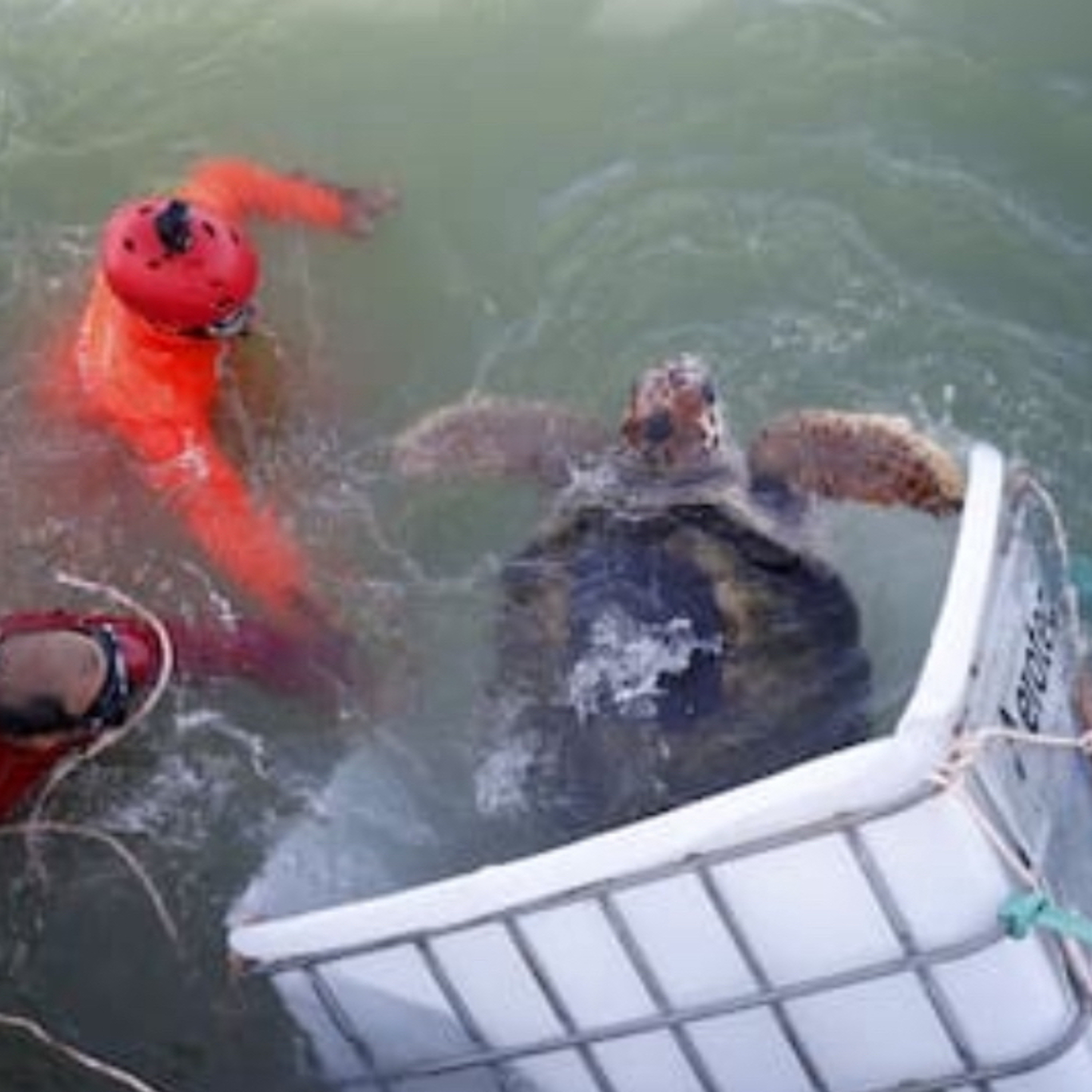 ¡Final feliz para el tortugo Jorge!