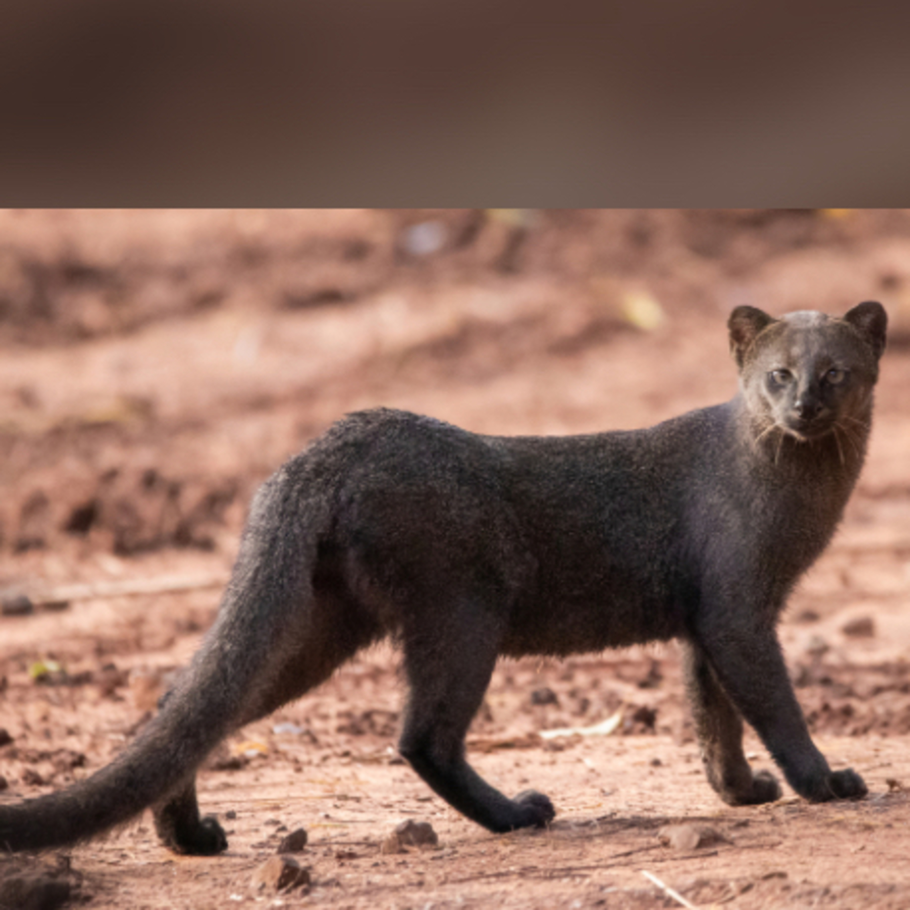 El yaguarundí o gato nutria