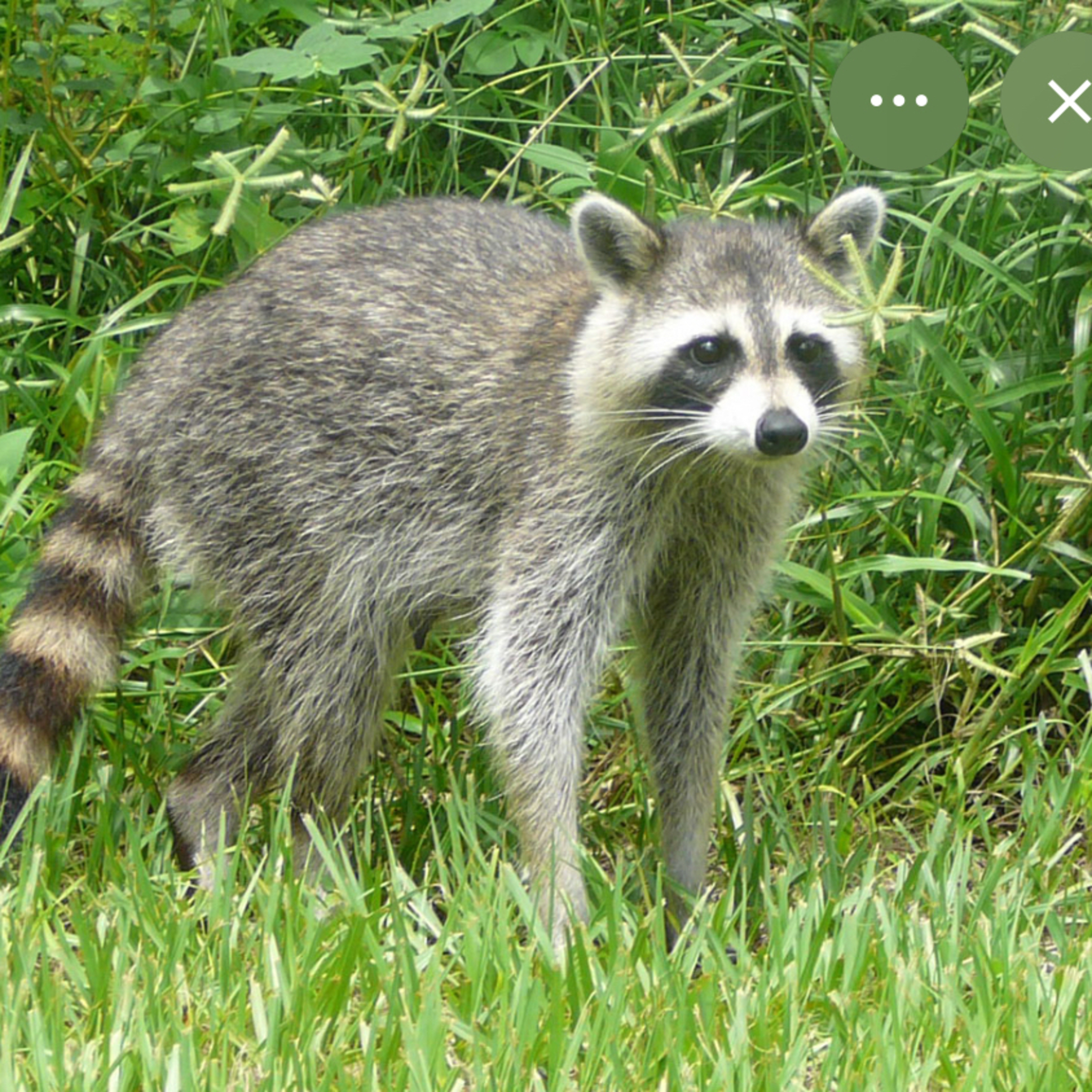 La adaptación de los mapaches 