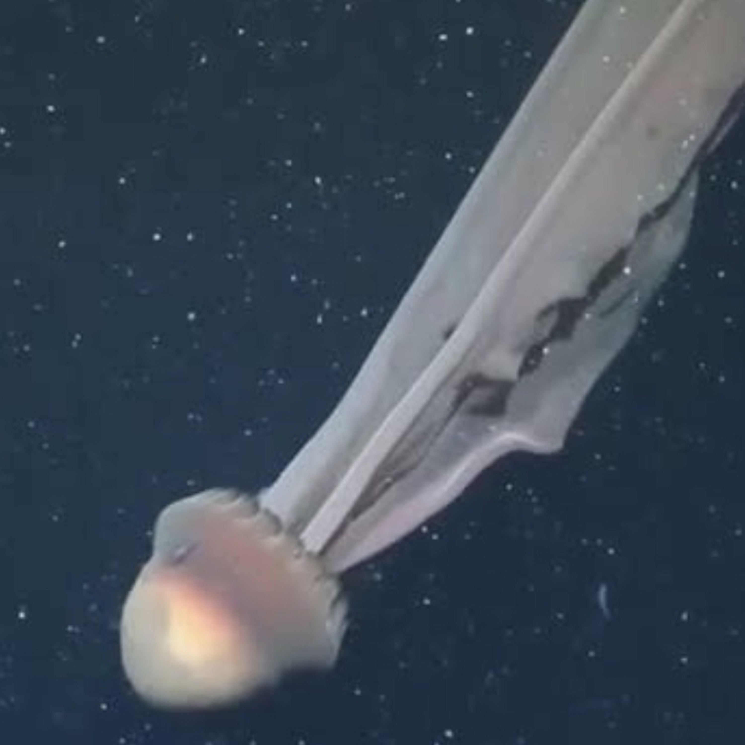 Acerca de las medusas o aguas vivas