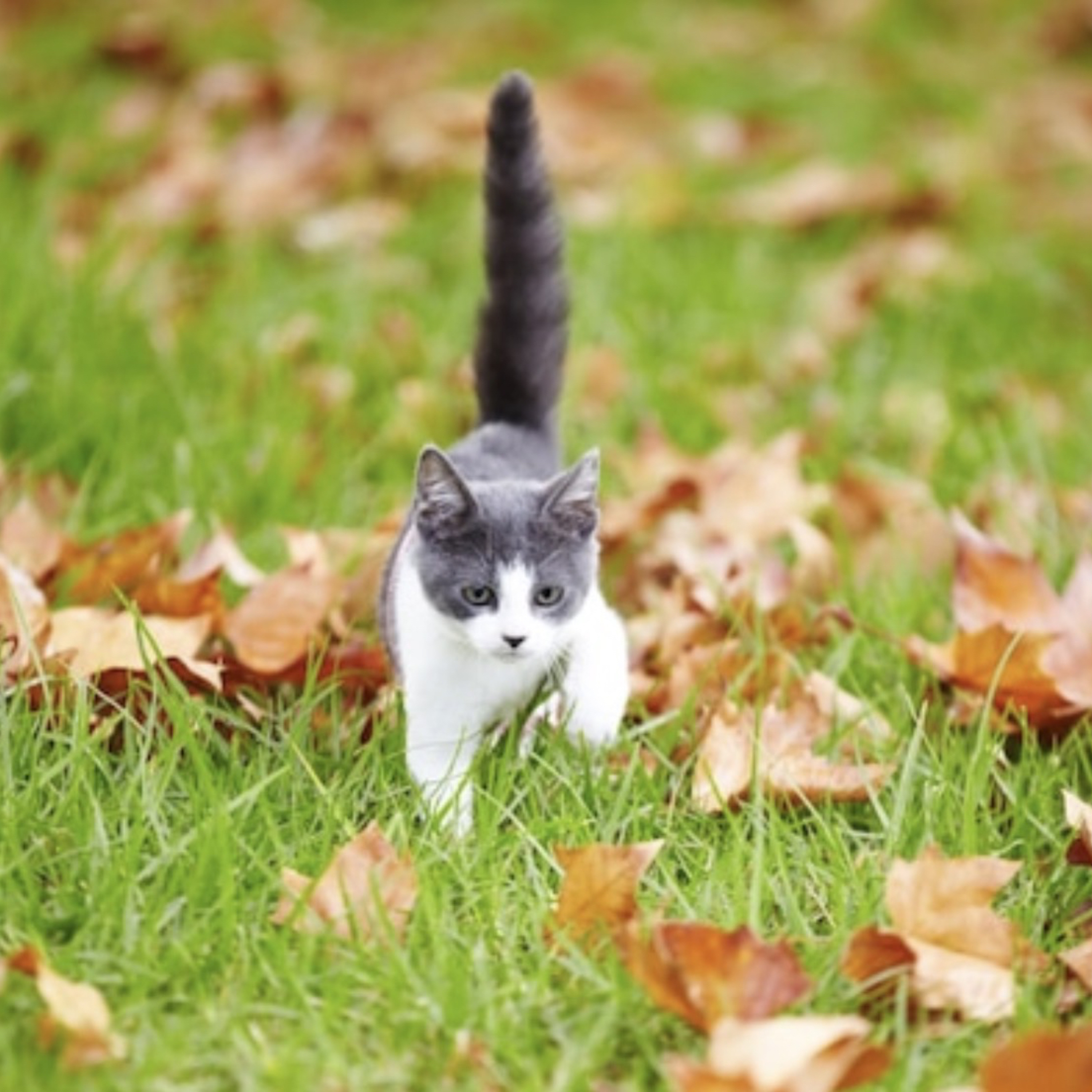 El gato que caminaba solo