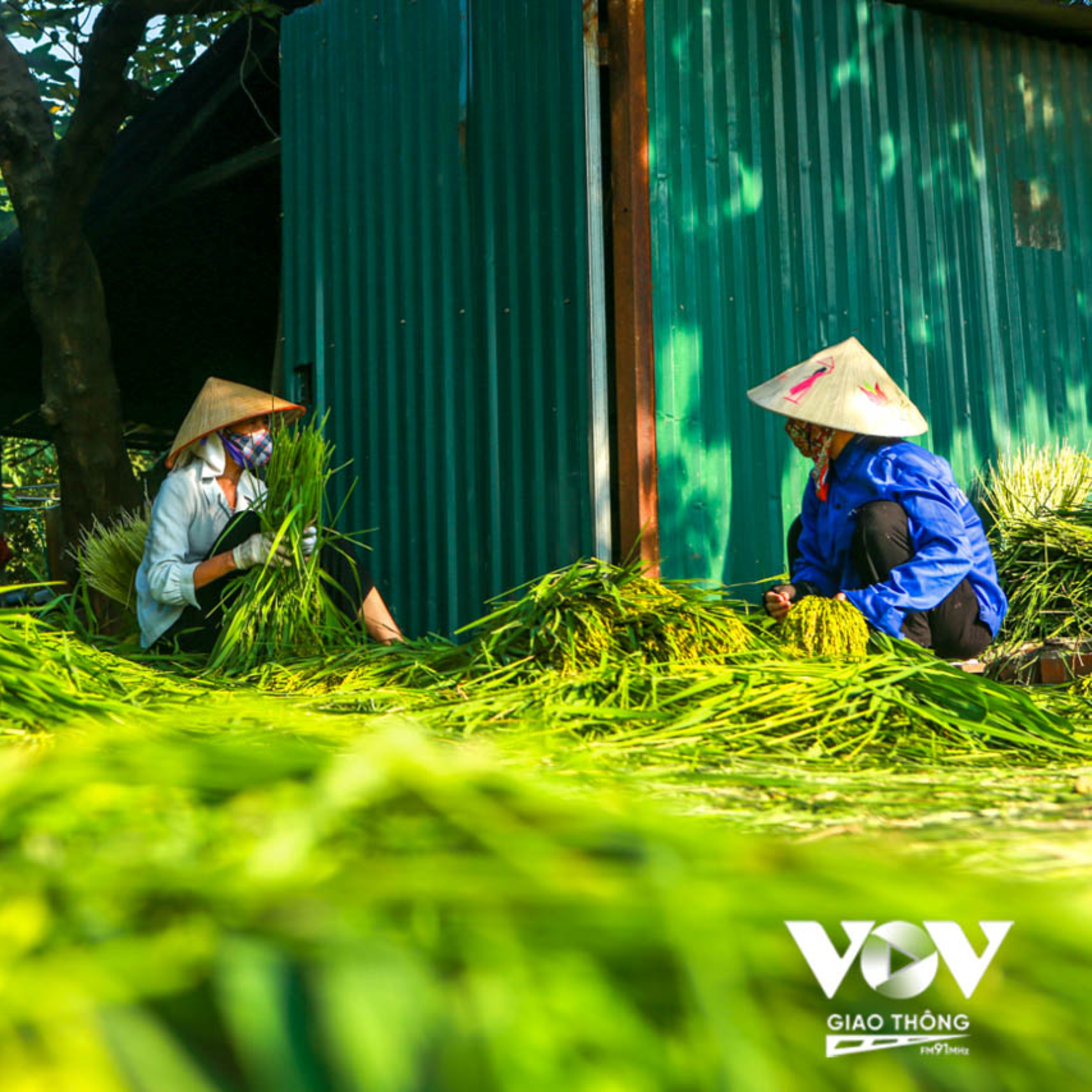 Hà Nội sống và yêu: Phố thơm mùi cốm  episode artwork