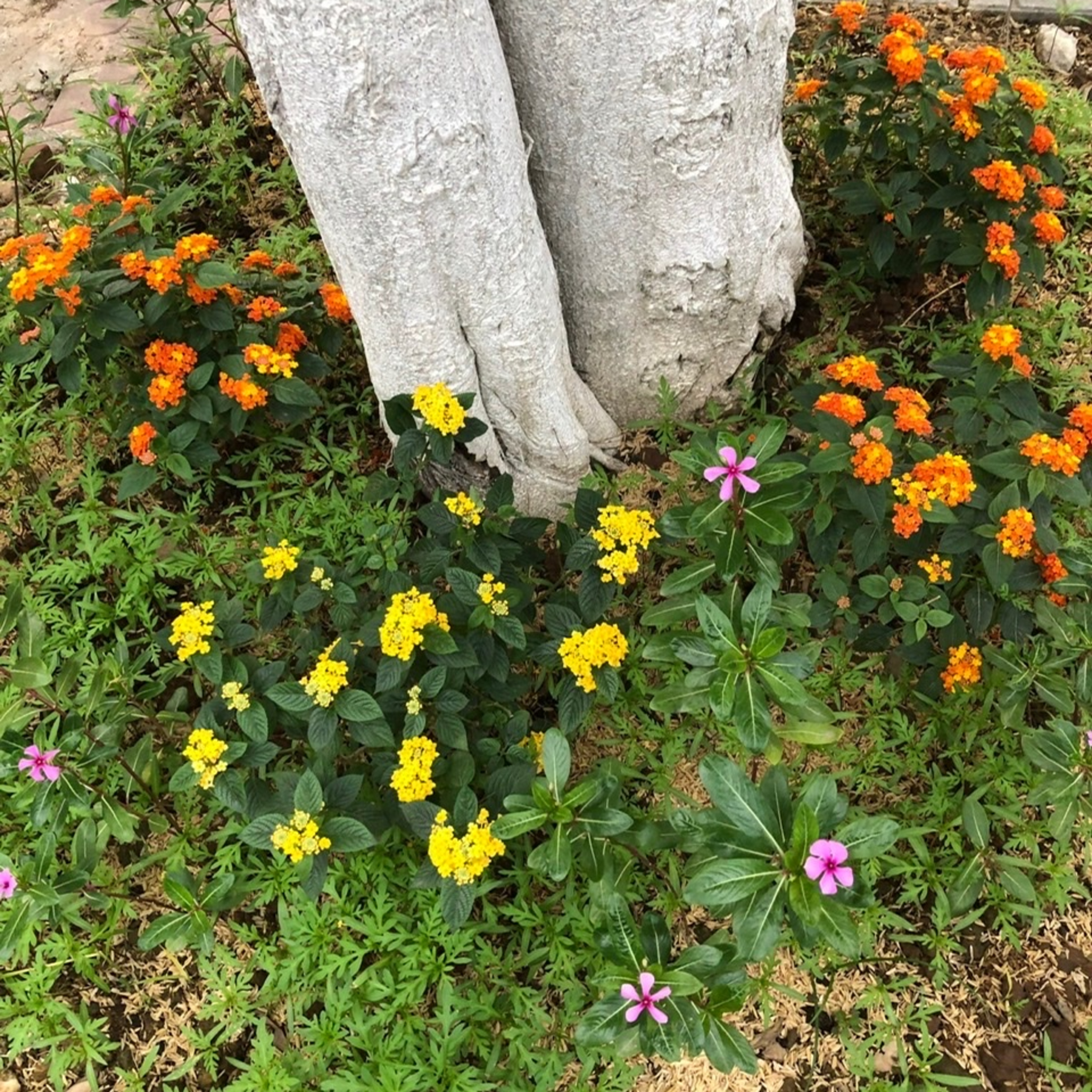 Từ gom rác đến gốc cây nở hoa episode artwork