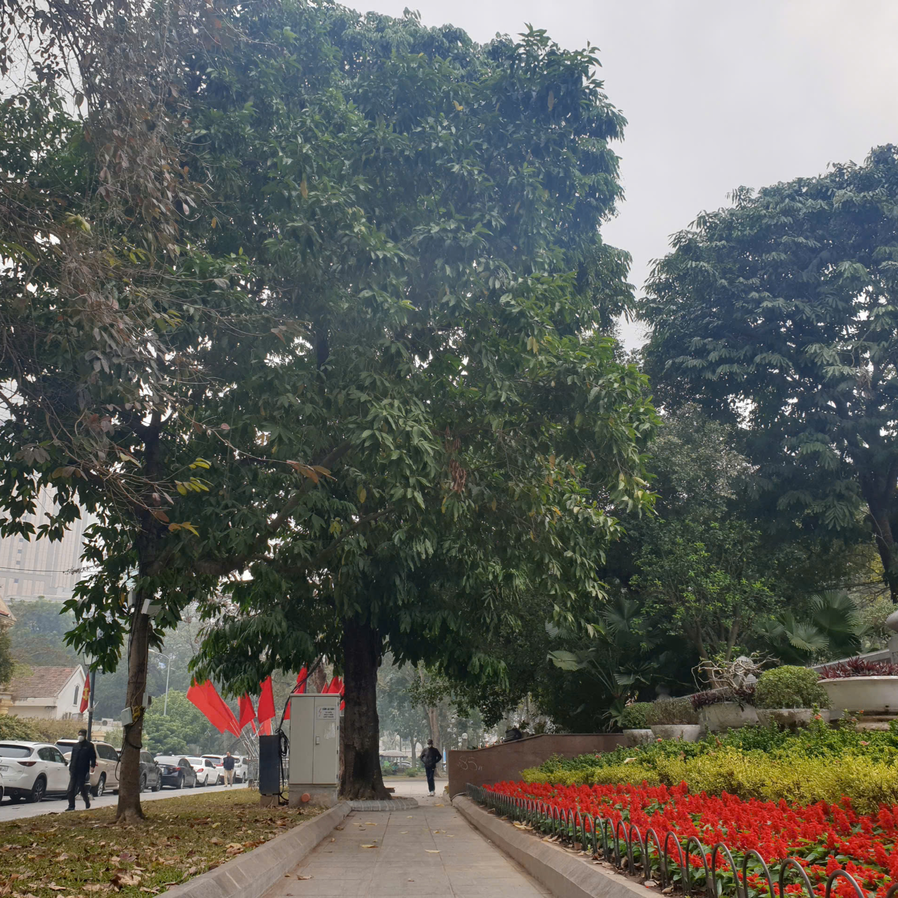 Bộ hành qua phố: Vấn vương hương ngọc lan episode artwork