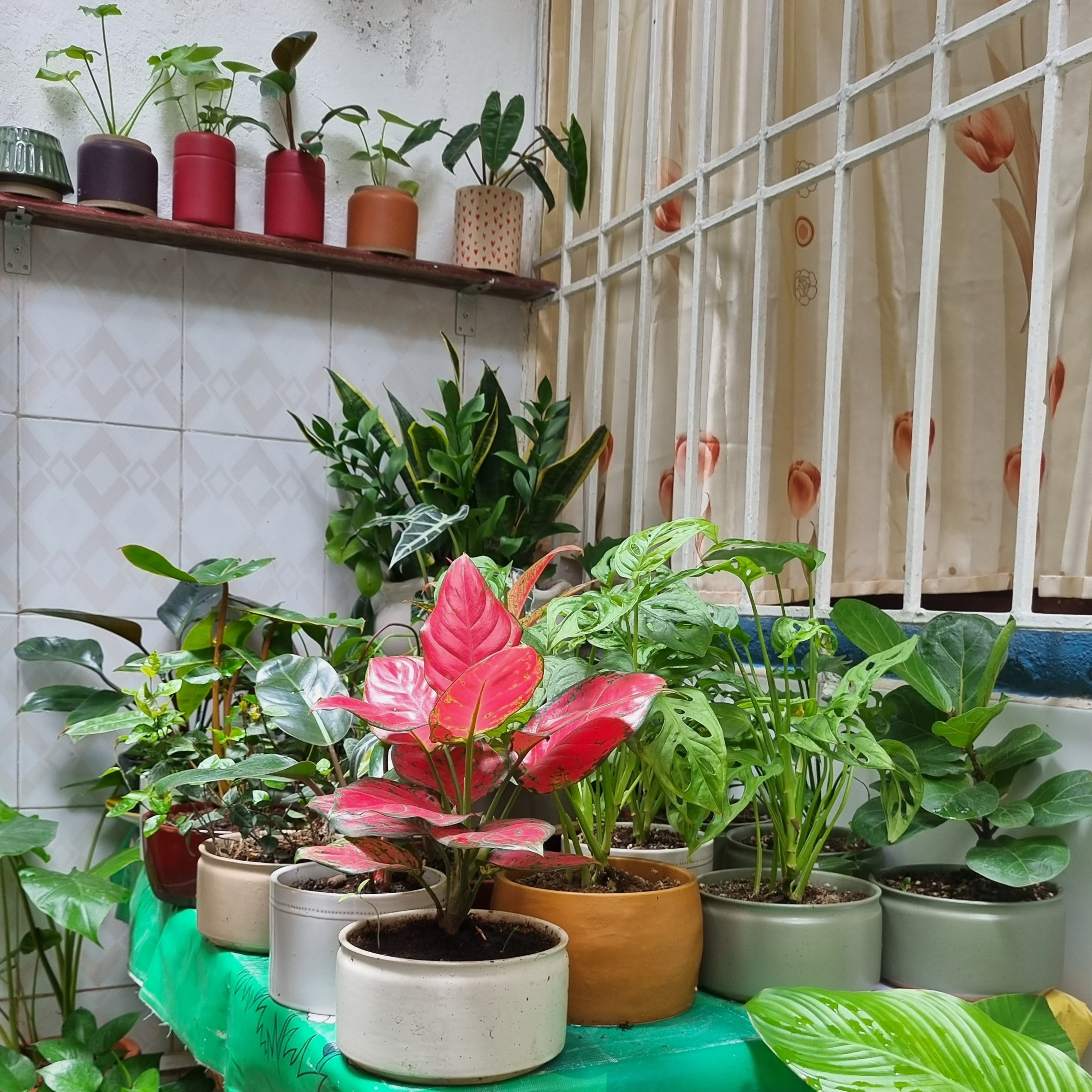 SỐNG ++