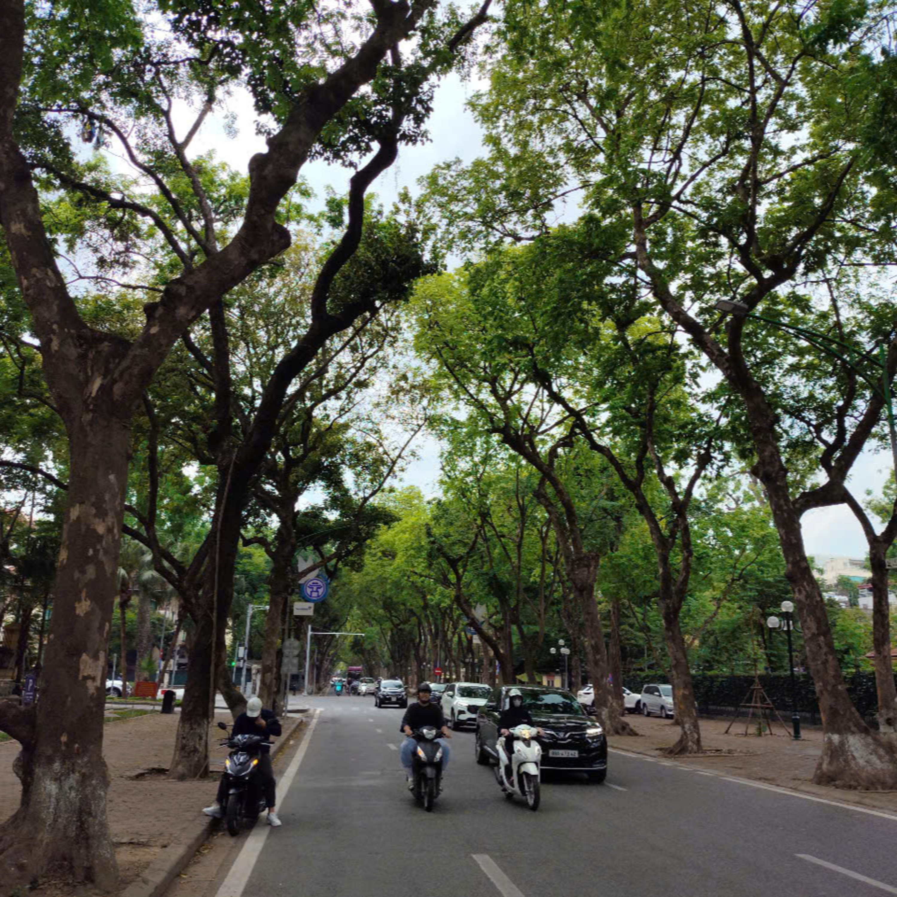 Bộ hành qua phố: Dưới tán xanh cổ thụ episode artwork