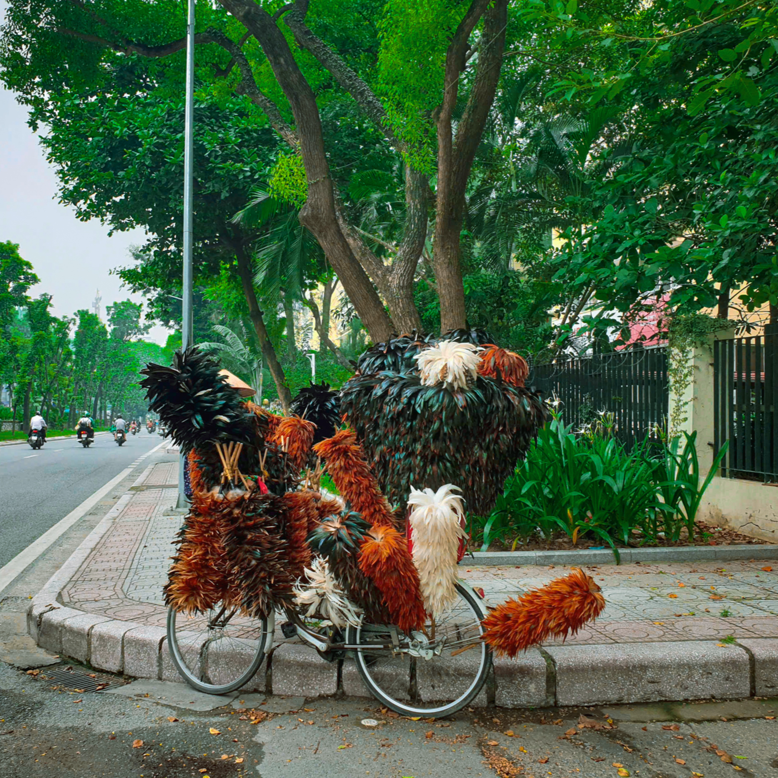Bộ hành qua phố: Chiếc chổi lông gà trên phố episode artwork