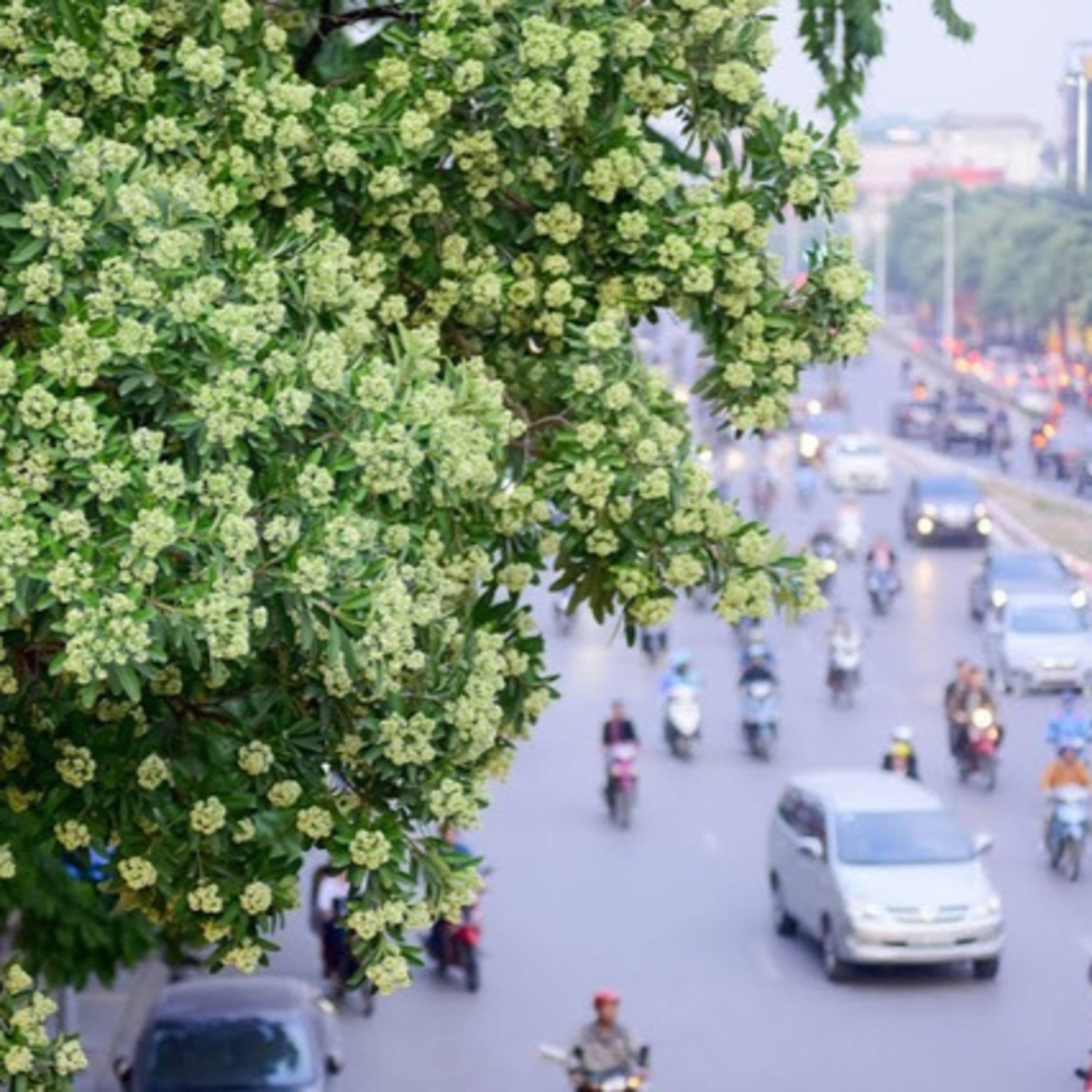 Hà Nội sống và yêu: Hoa sữa đầu thu, nét riêng níu hồn Hà Nội episode artwork