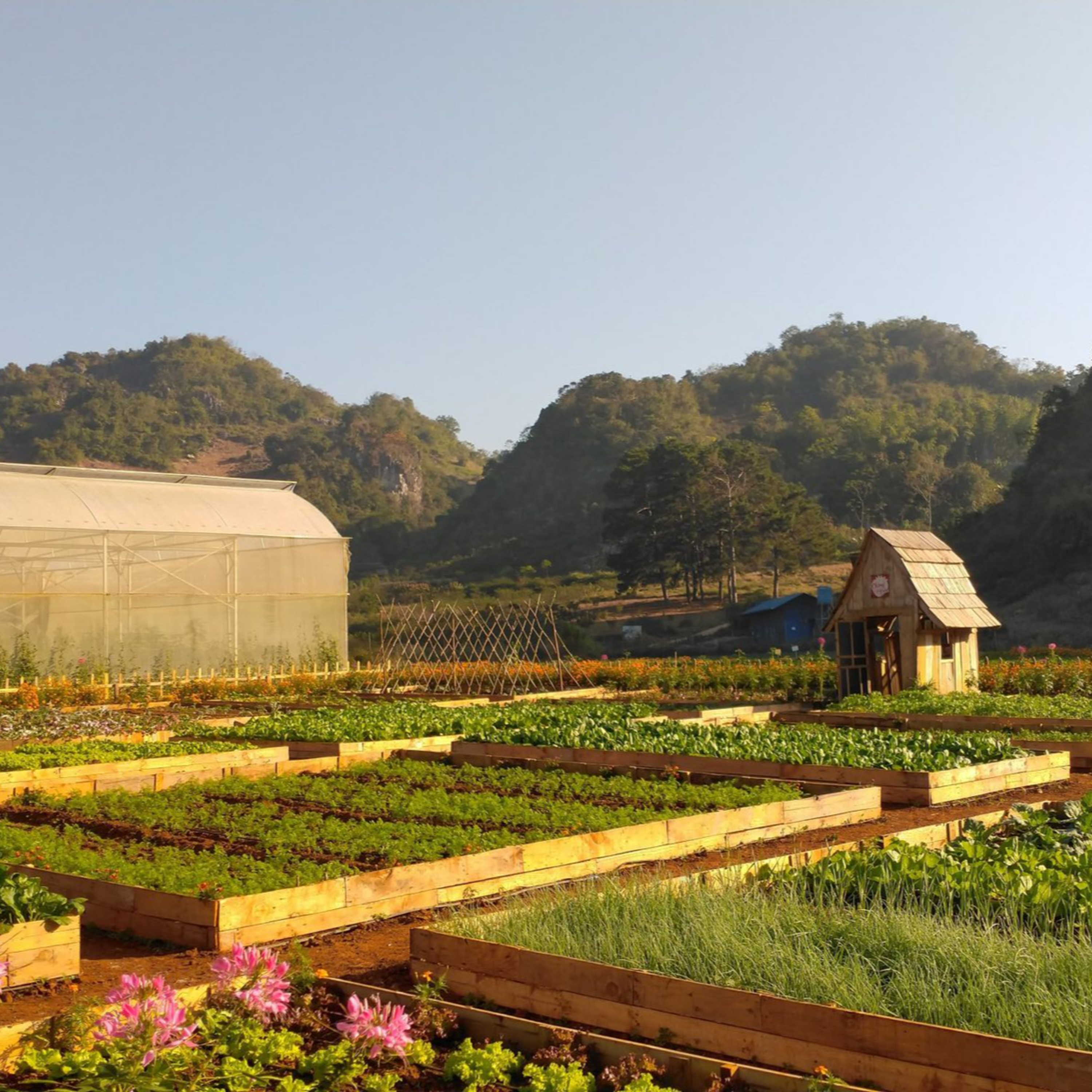 Hà Nội - Những hành trình cảm xúc: Một ngày tại Chimi Farm episode artwork