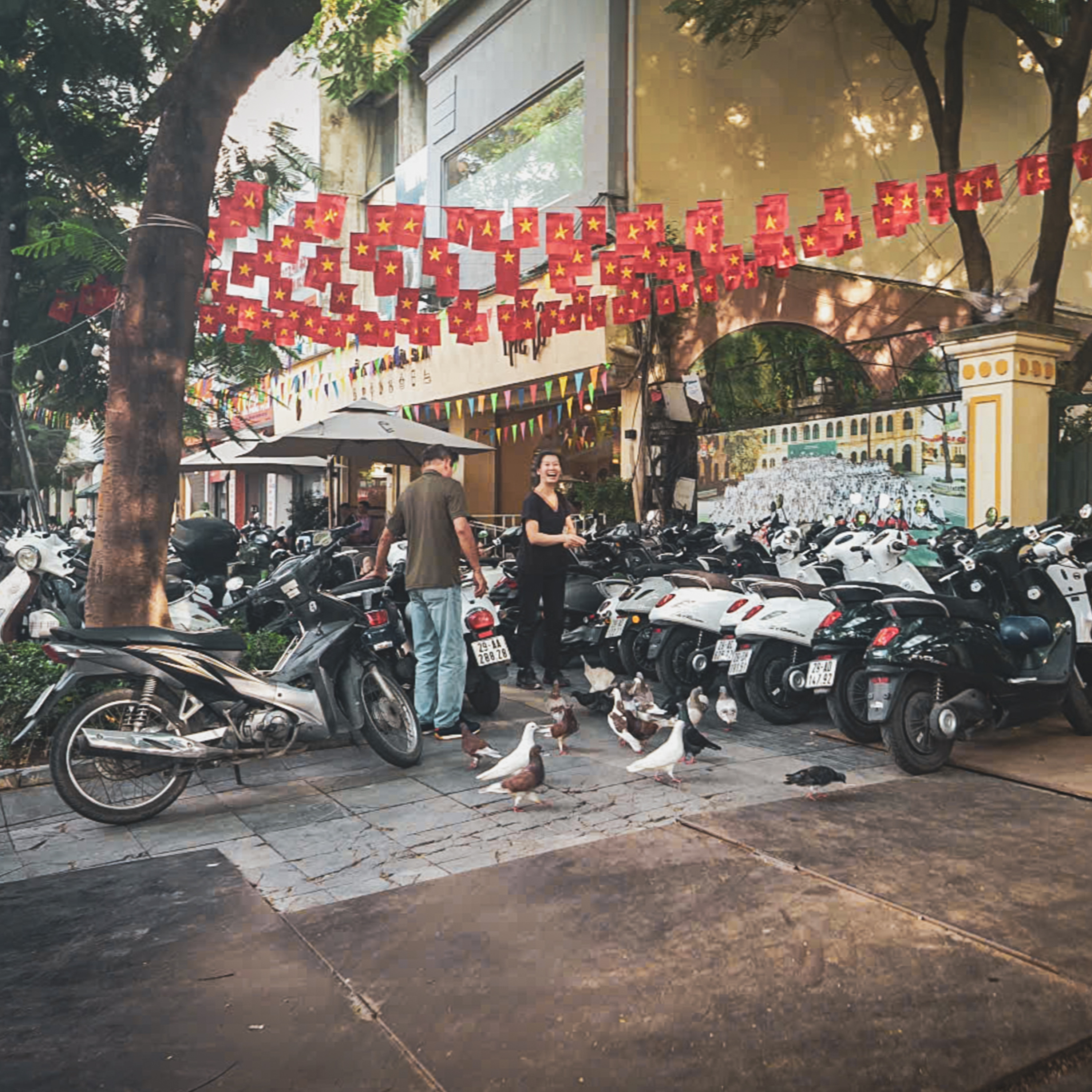Bộ hành qua phố: Chim bồ câu, những “bộ hành” đặc biệt episode artwork
