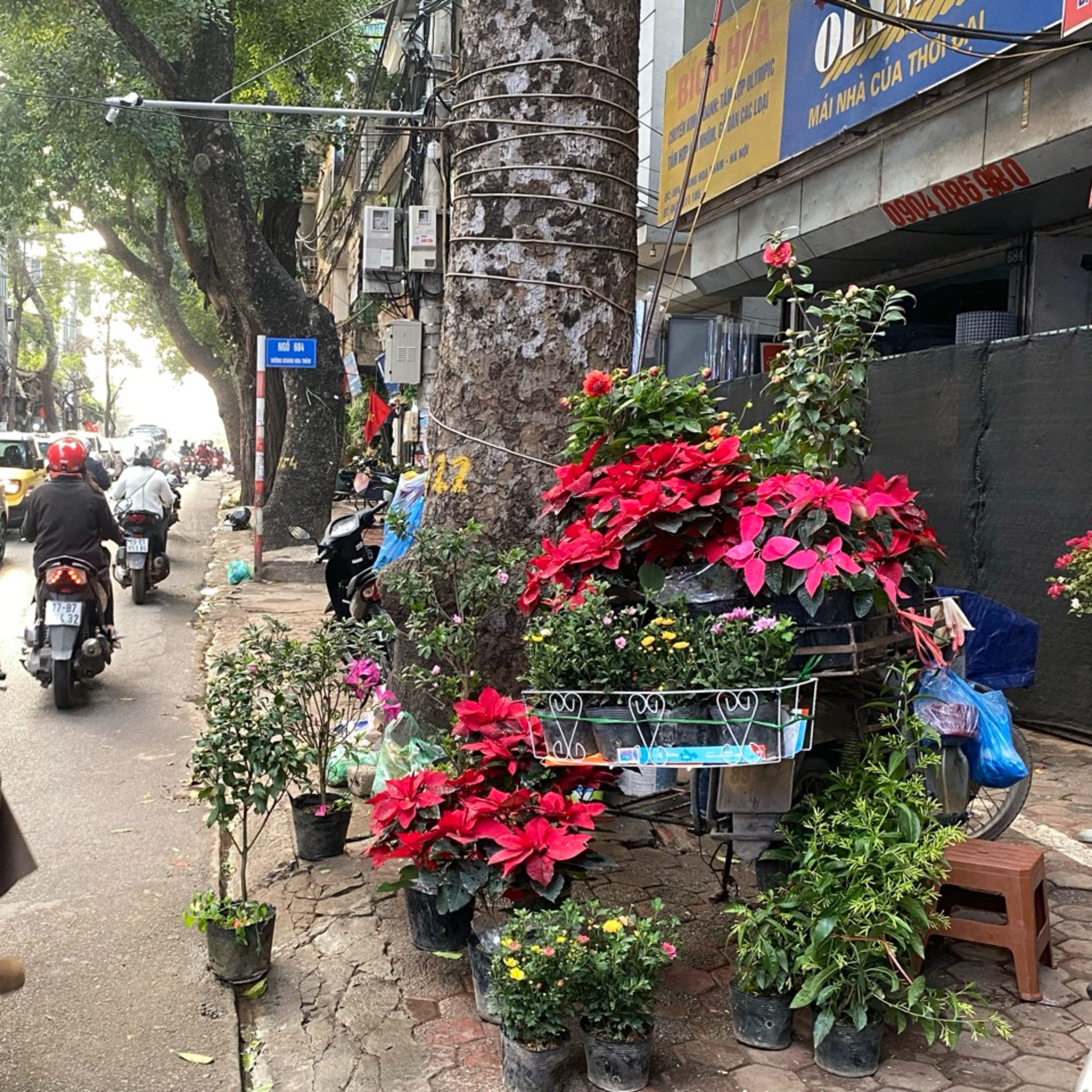 Bộ hành qua phố: Bước Xuân rộn ràng trên phố Hoàng Hoa Thám episode artwork