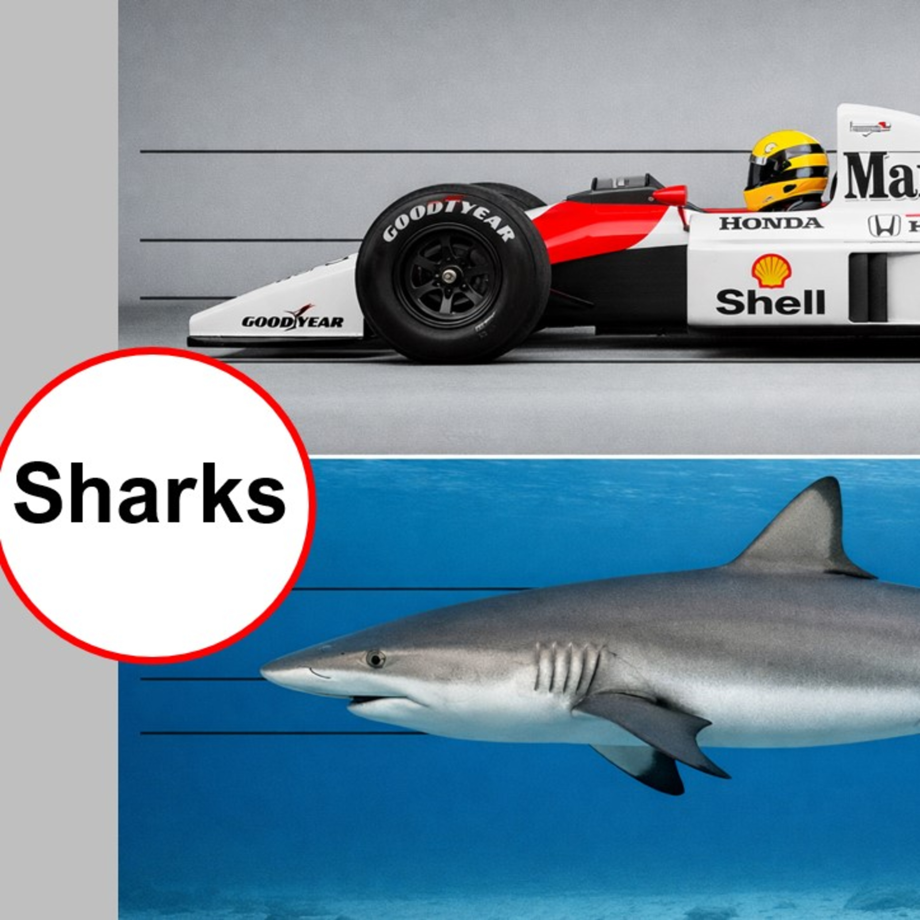 Sharks episode artwork