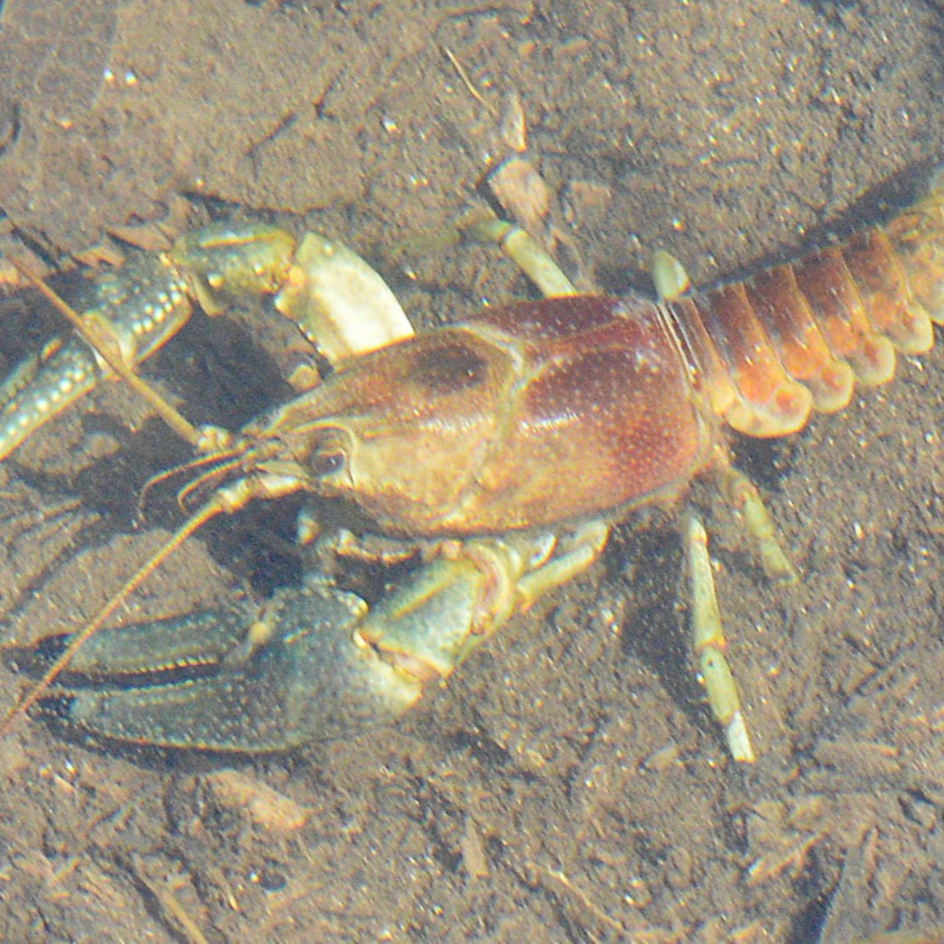 Ep. 287 : Considering Crayfish episode artwork