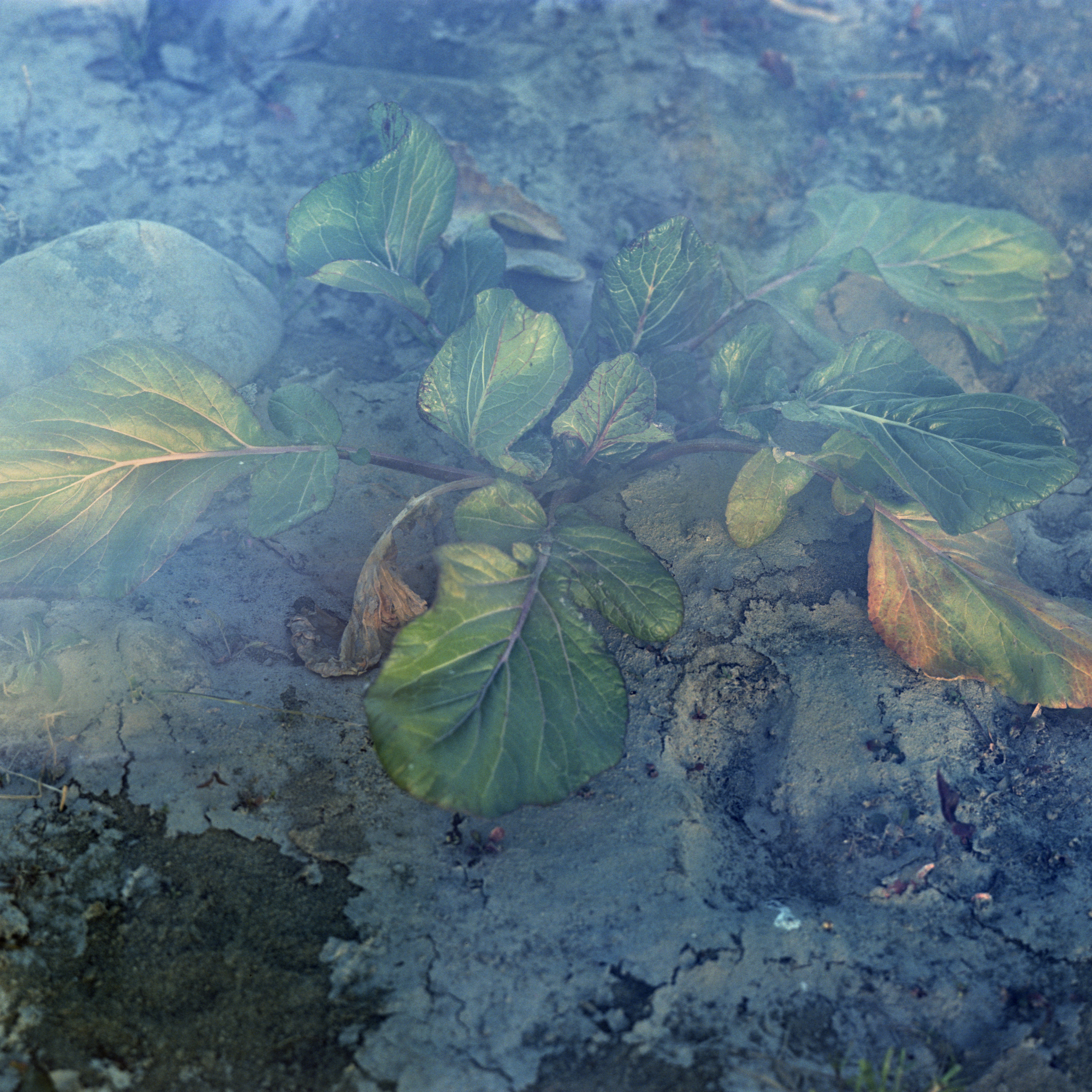横田大輔（写真家）