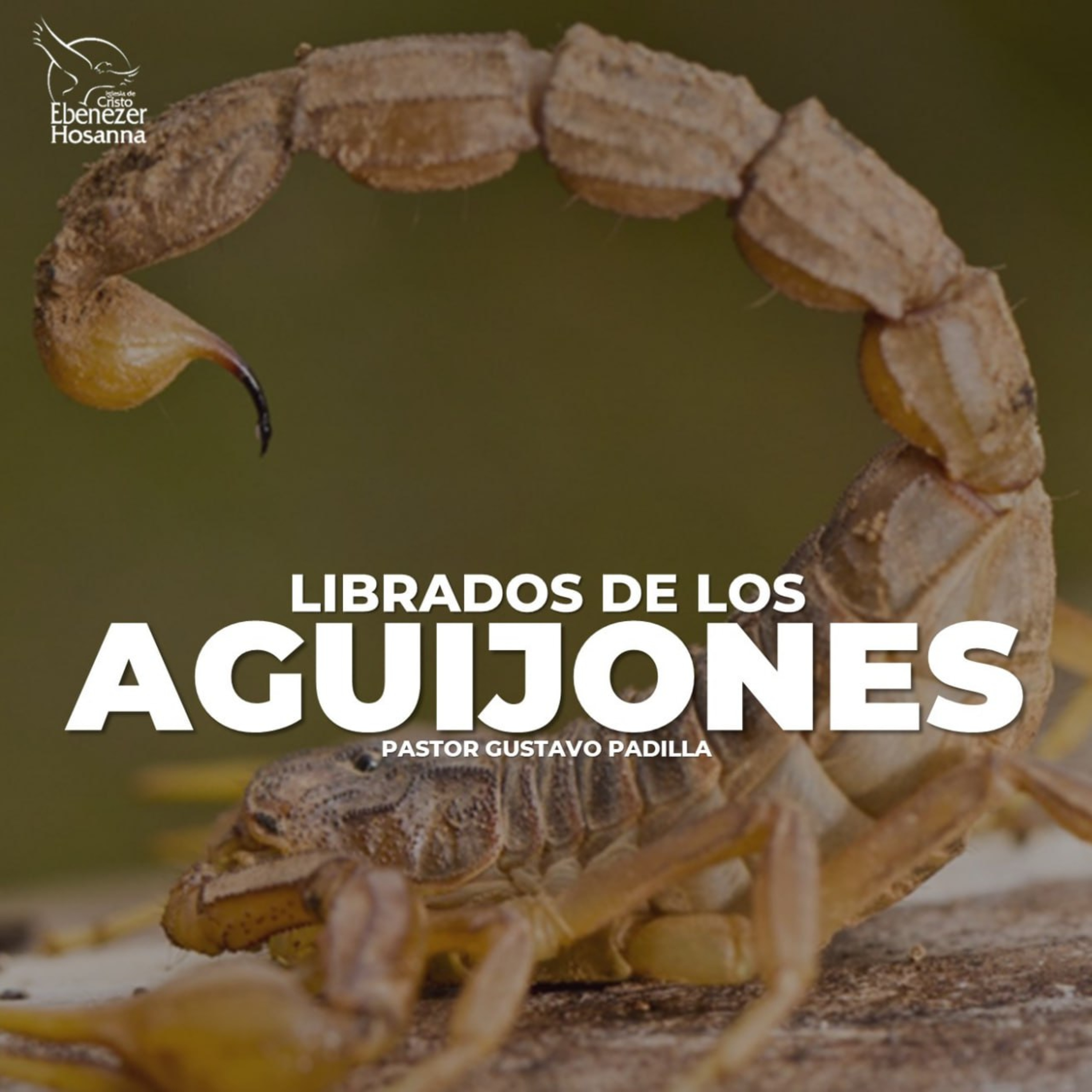 Librados de los Aguijones episode artwork