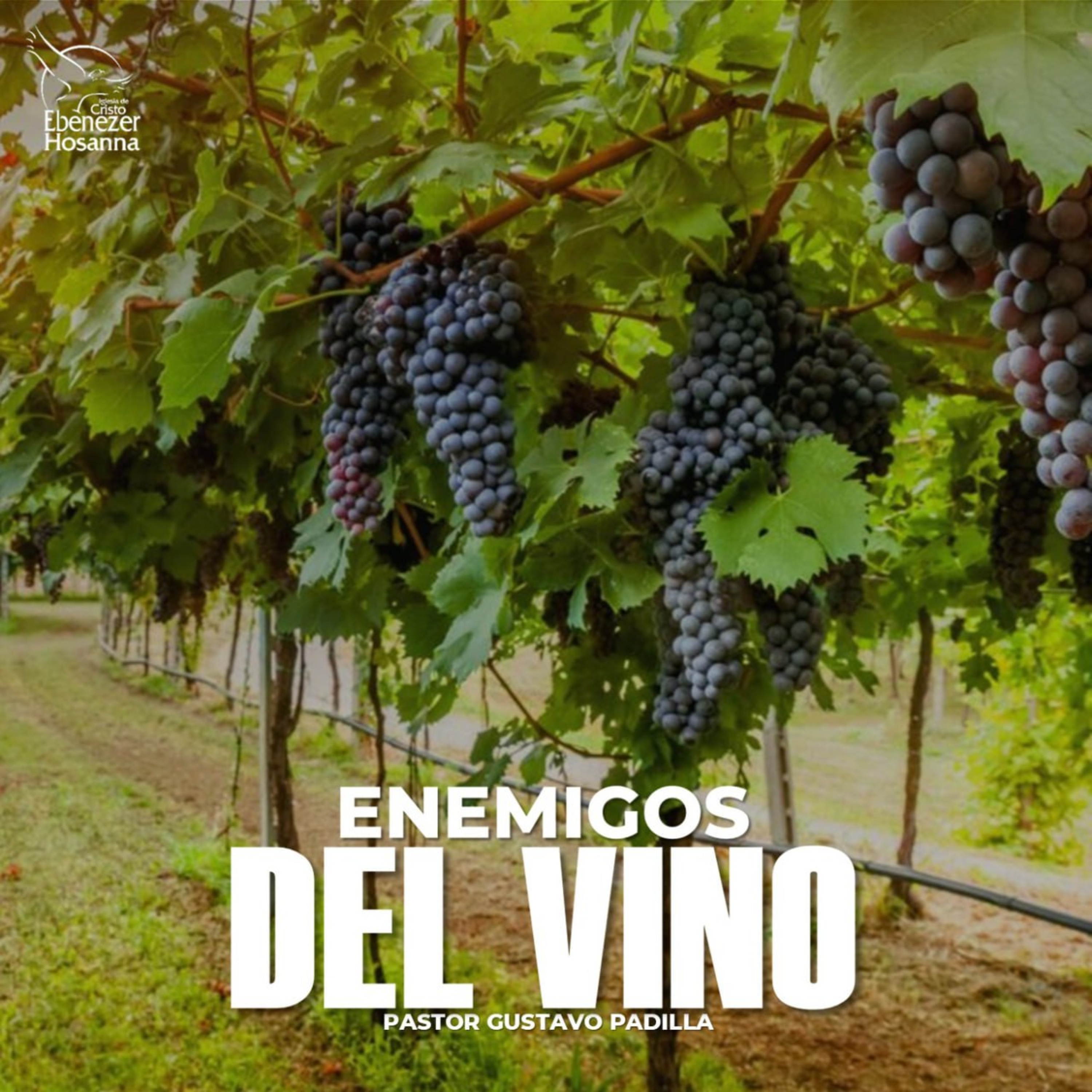Enemigos del Vino episode artwork