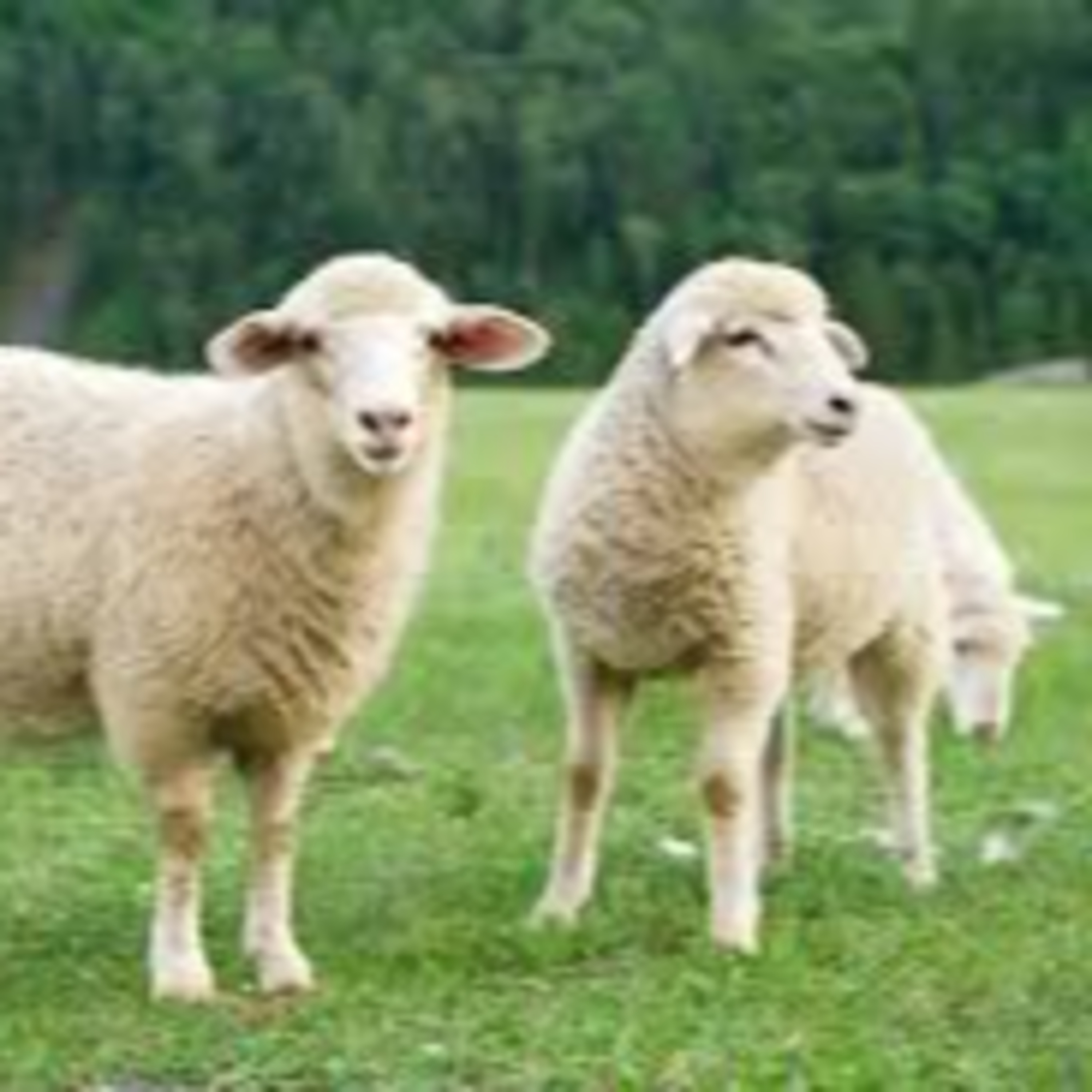 QURBAN - SACRIFÍCIO DO MÊS DE HAJJ