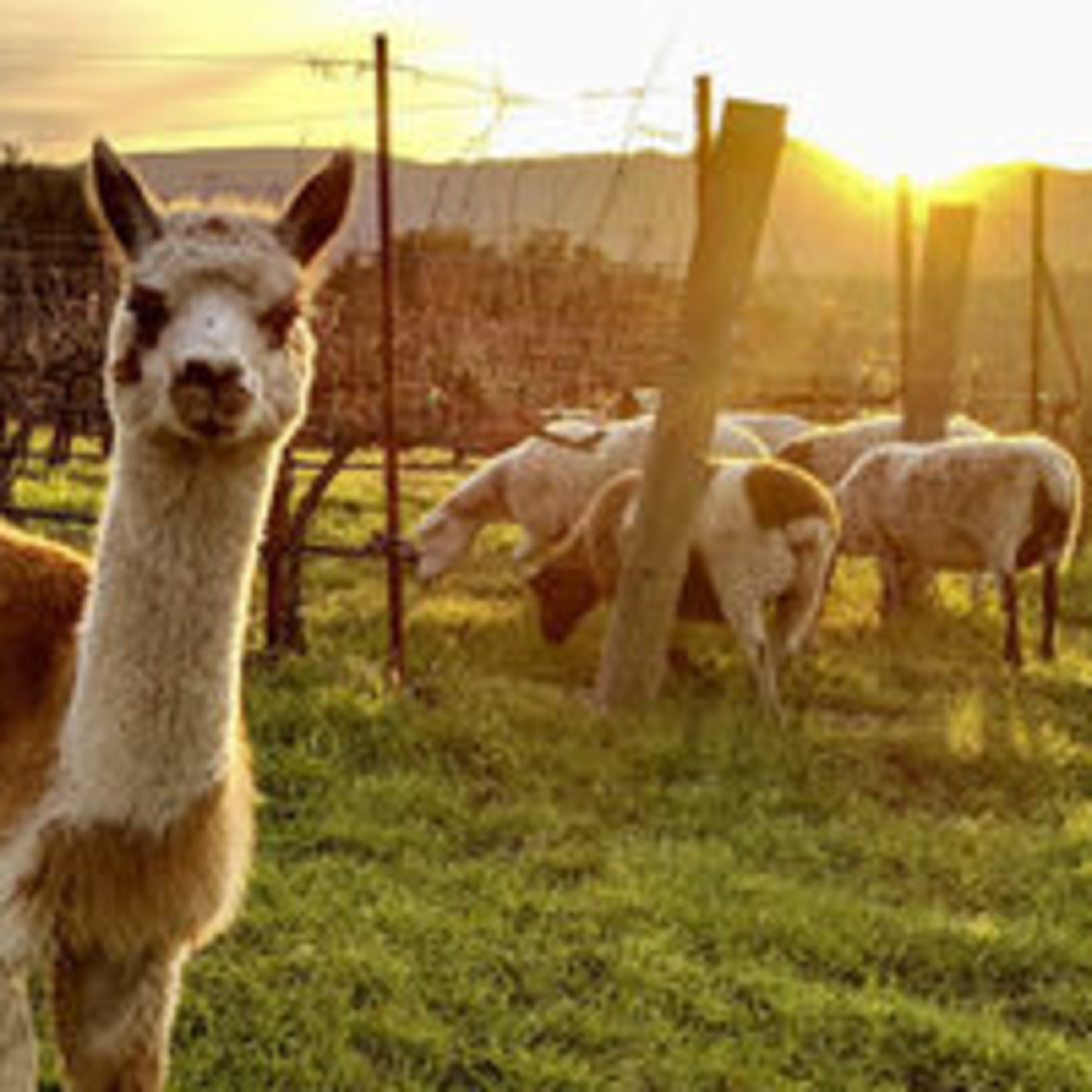 Earth Day Special! Regenerative Organic Grape Growing with Jason Haas of Tablas Creek Vineyard, Ep. 105 episode artwork