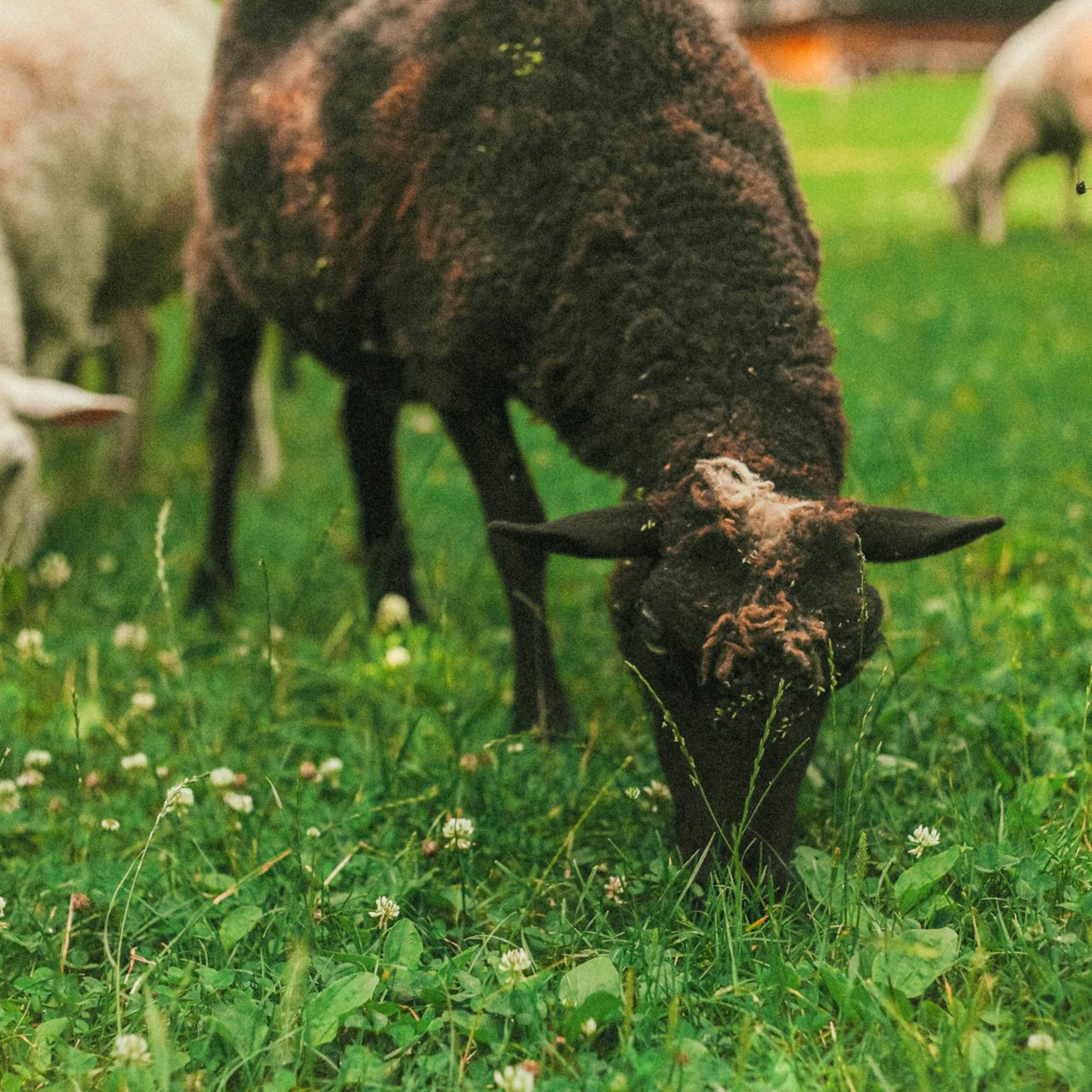 The blemished flock — Genesis 30:25–43 episode artwork