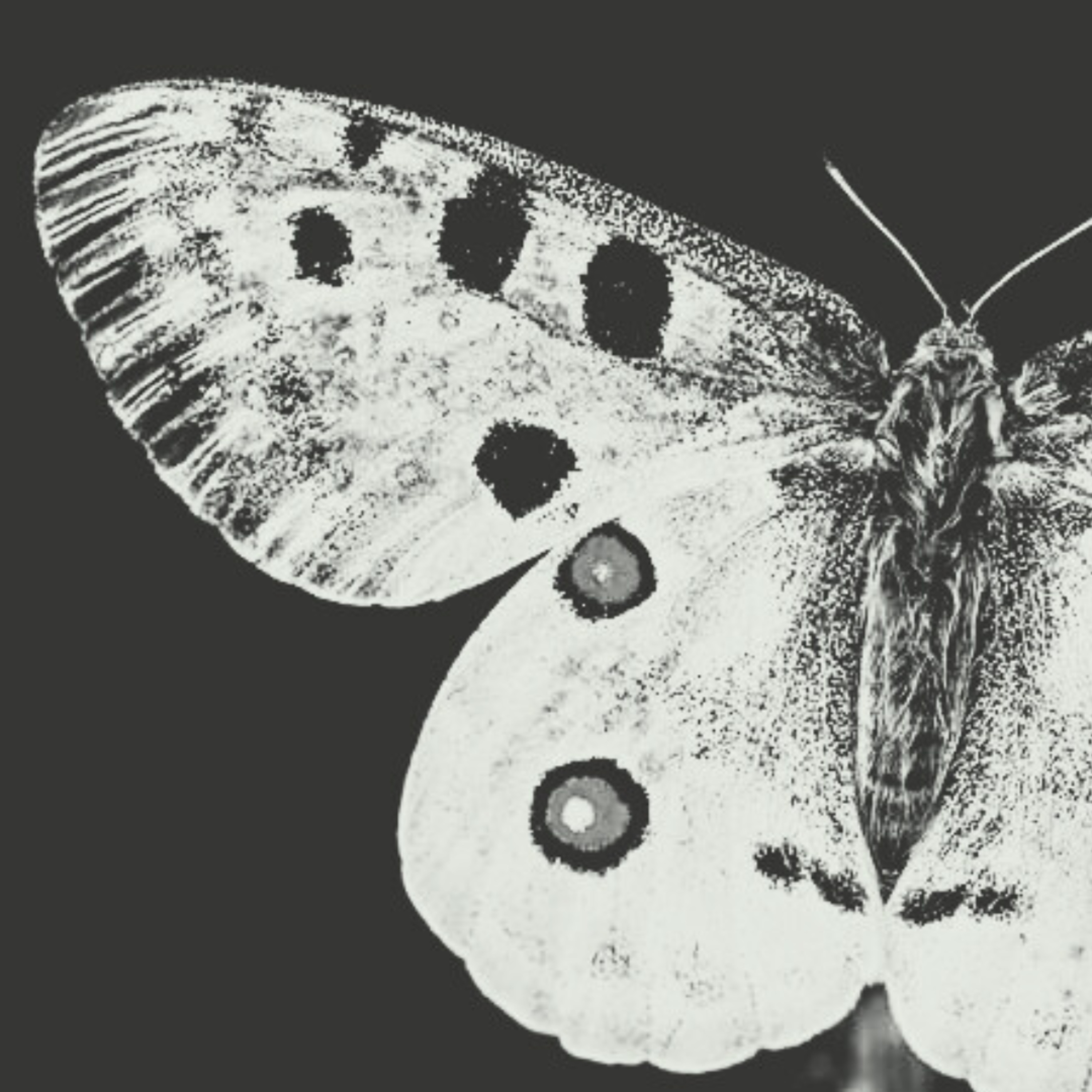 #eco: gdzie jest biały motyl? Poszukiwania niepylaka apollo w Karkonoszach (i nie tylko) episode artwork