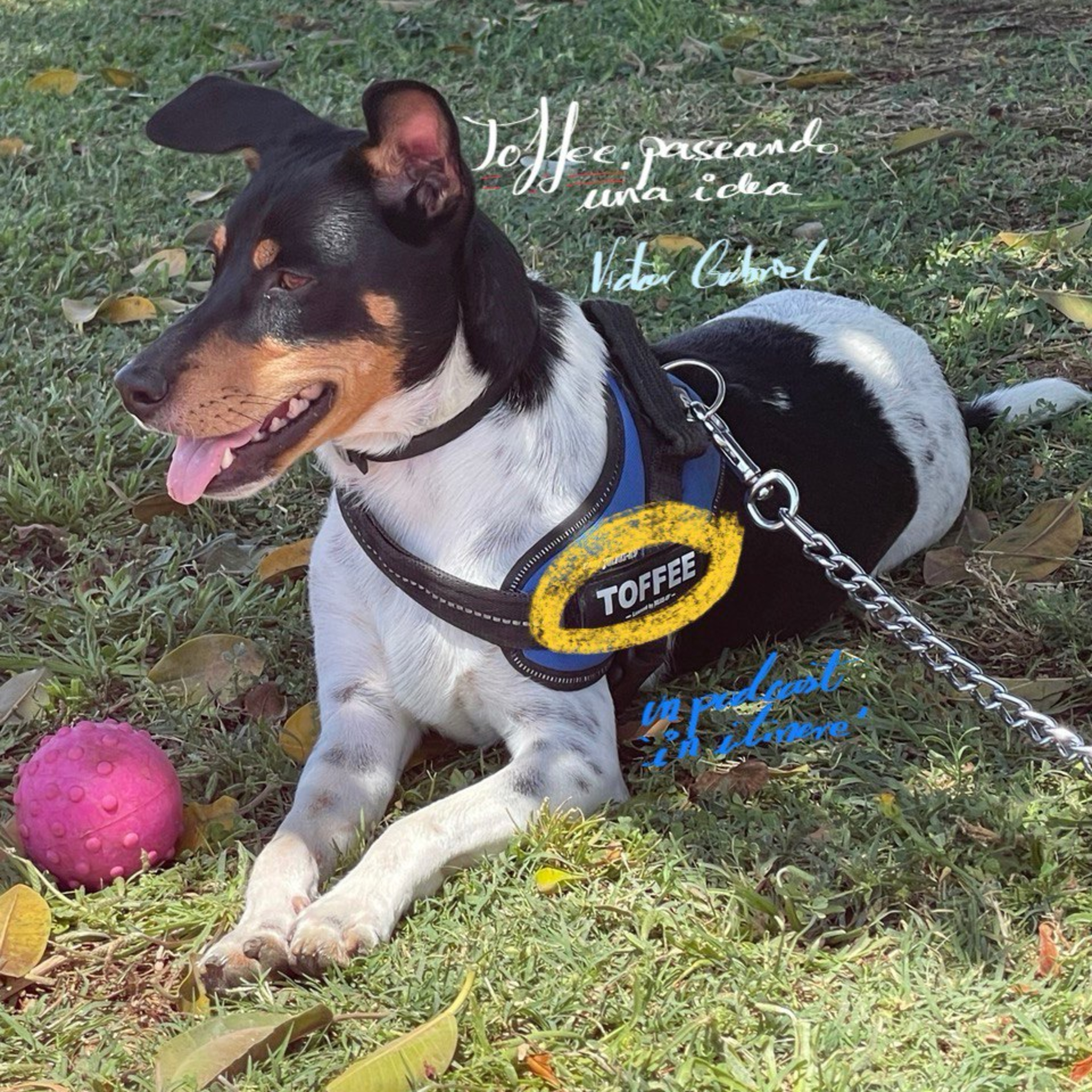 Toffee, arboles anecdotarios y bosque aprensivo Toffee, arboles anecdotarios y bosque aprensivo