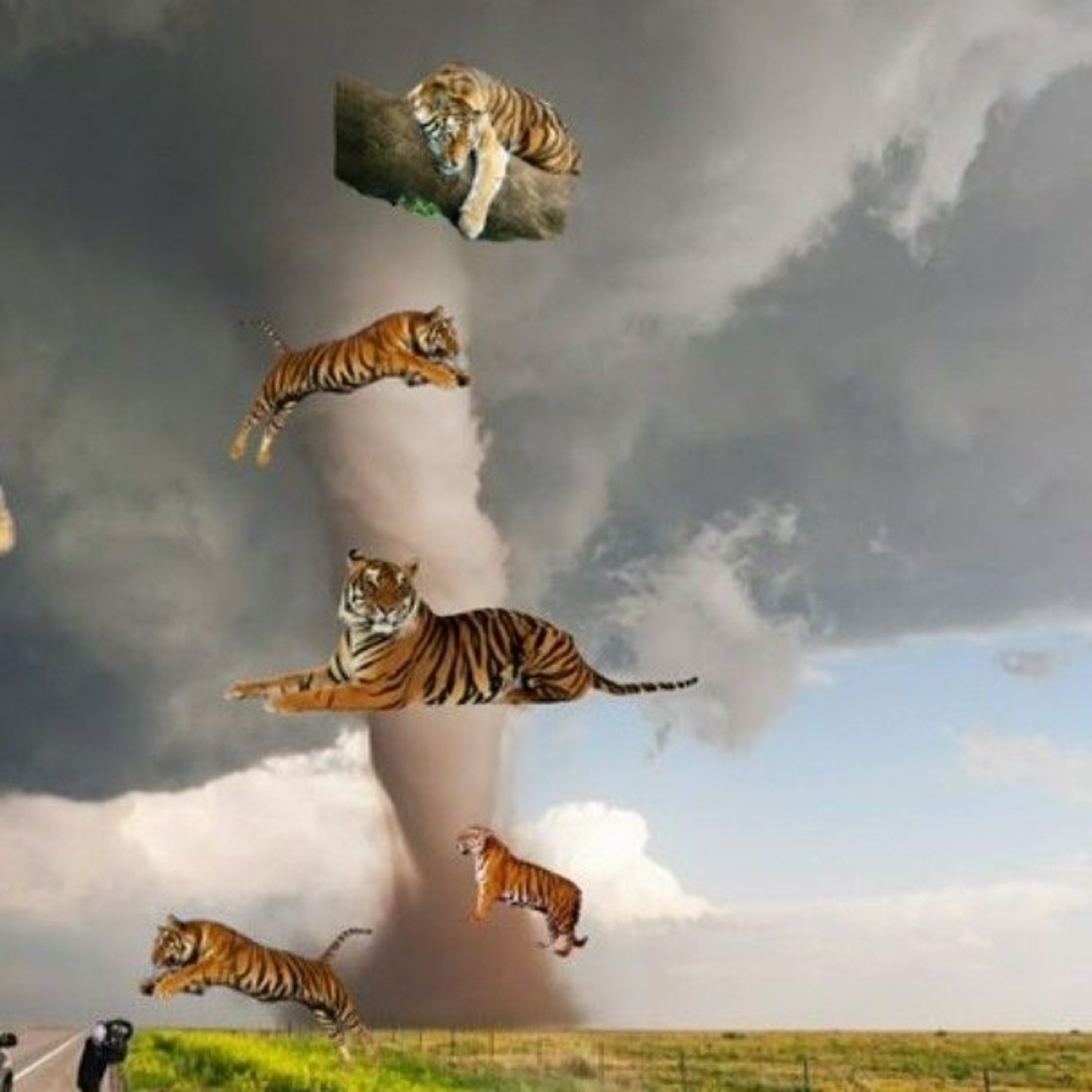 Tigers, Tigers, More Tigers and a Cyclone  episode artwork