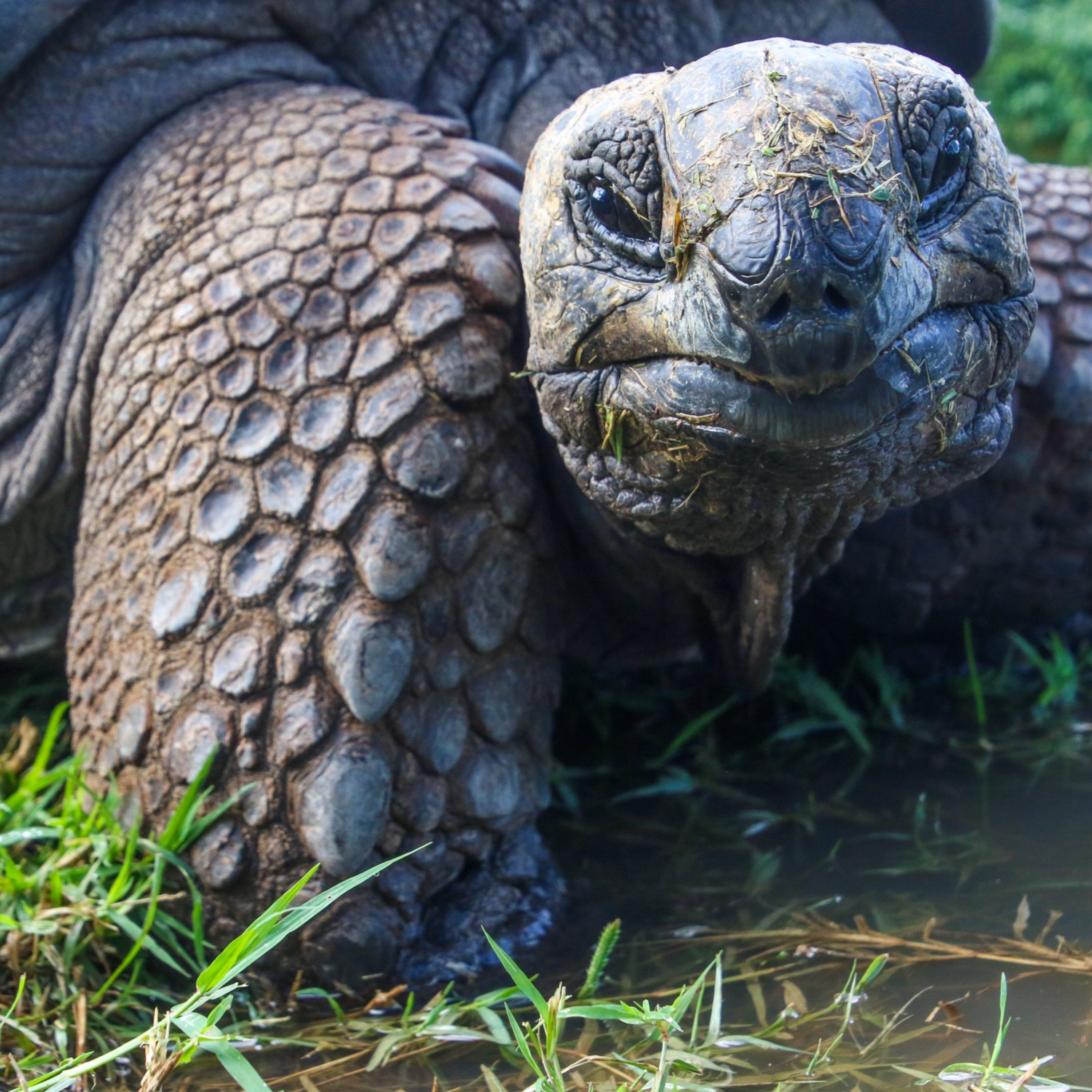 291 - Are mnemonics too slow for Chinese learners?