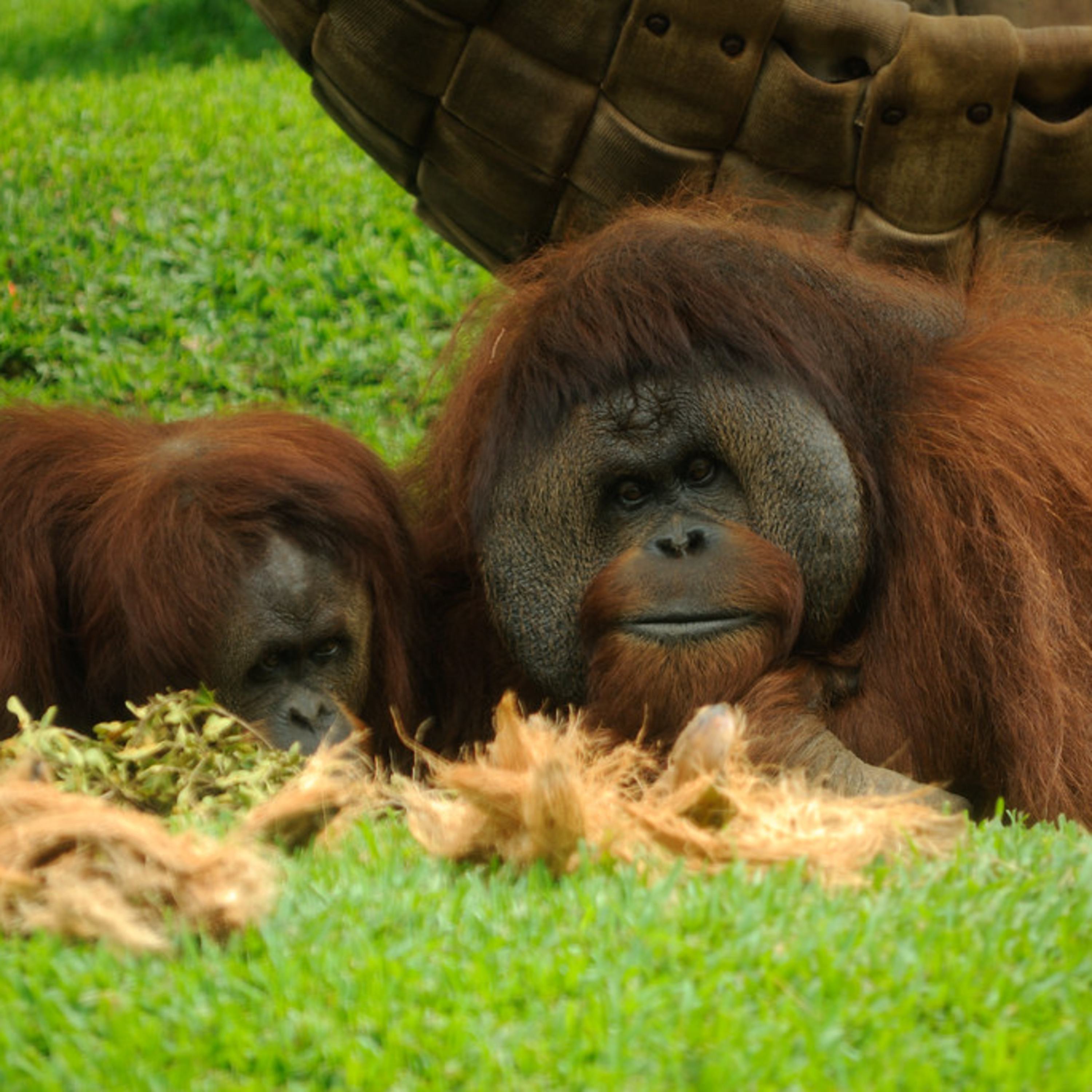 Orangutan Caring Week Special Episode: Telling My Story and Love the Orangutan by Stefan Casta episode artwork