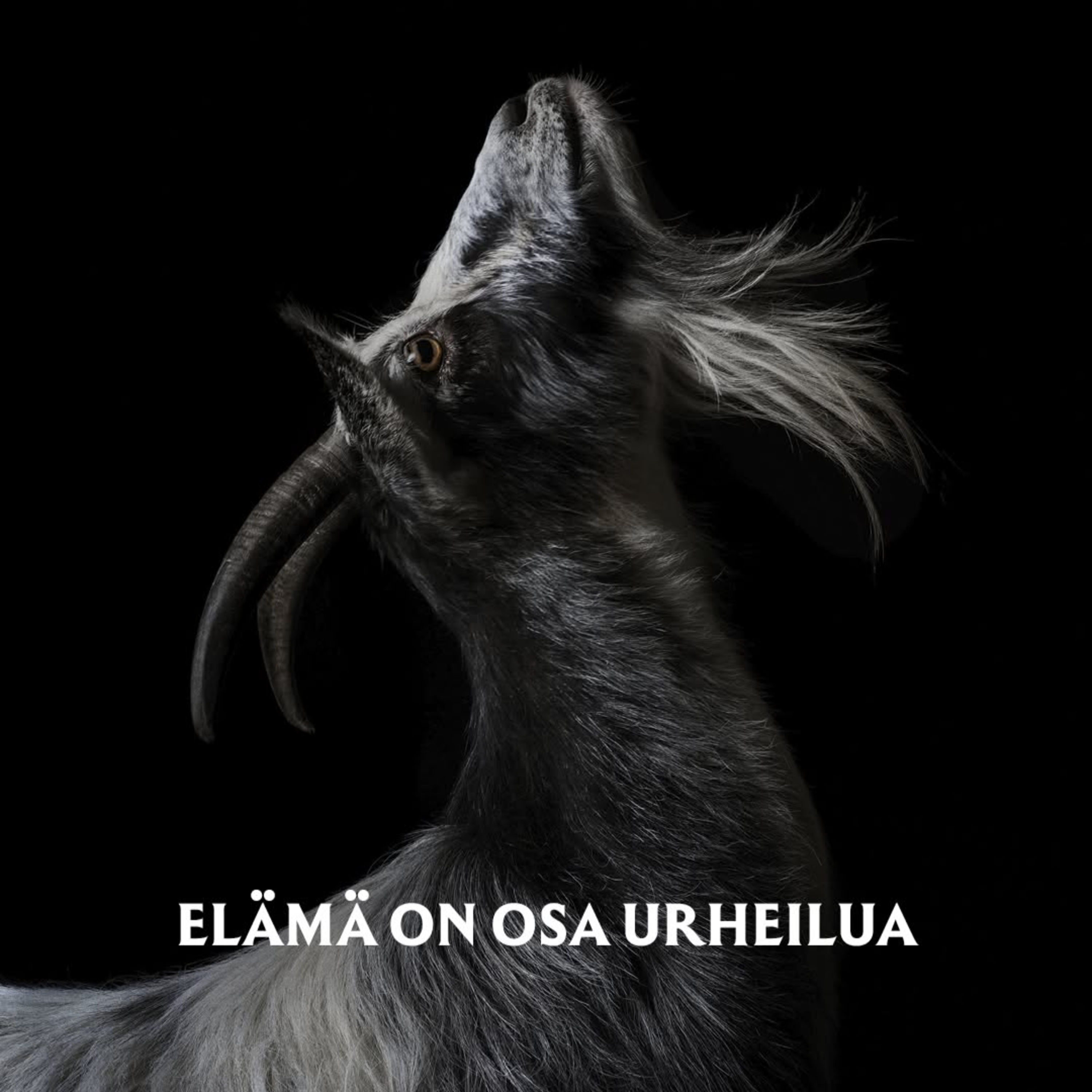 Vuohi seuraa tiiviisti tiistain urheilupäivää episode artwork